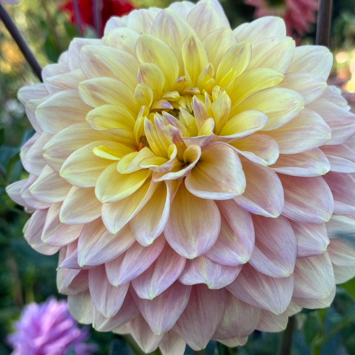 Wyn’s New Pastel Dahlia