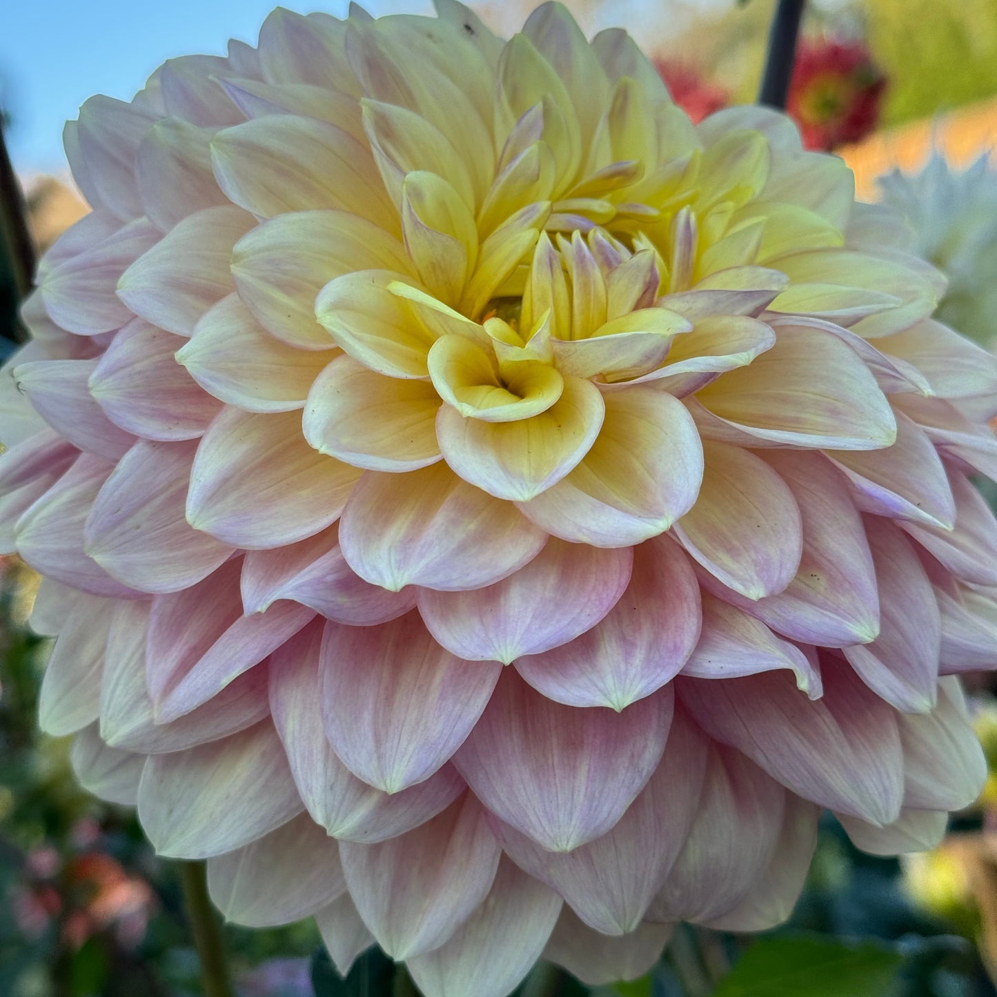 Wyn’s New Pastel Dahlia