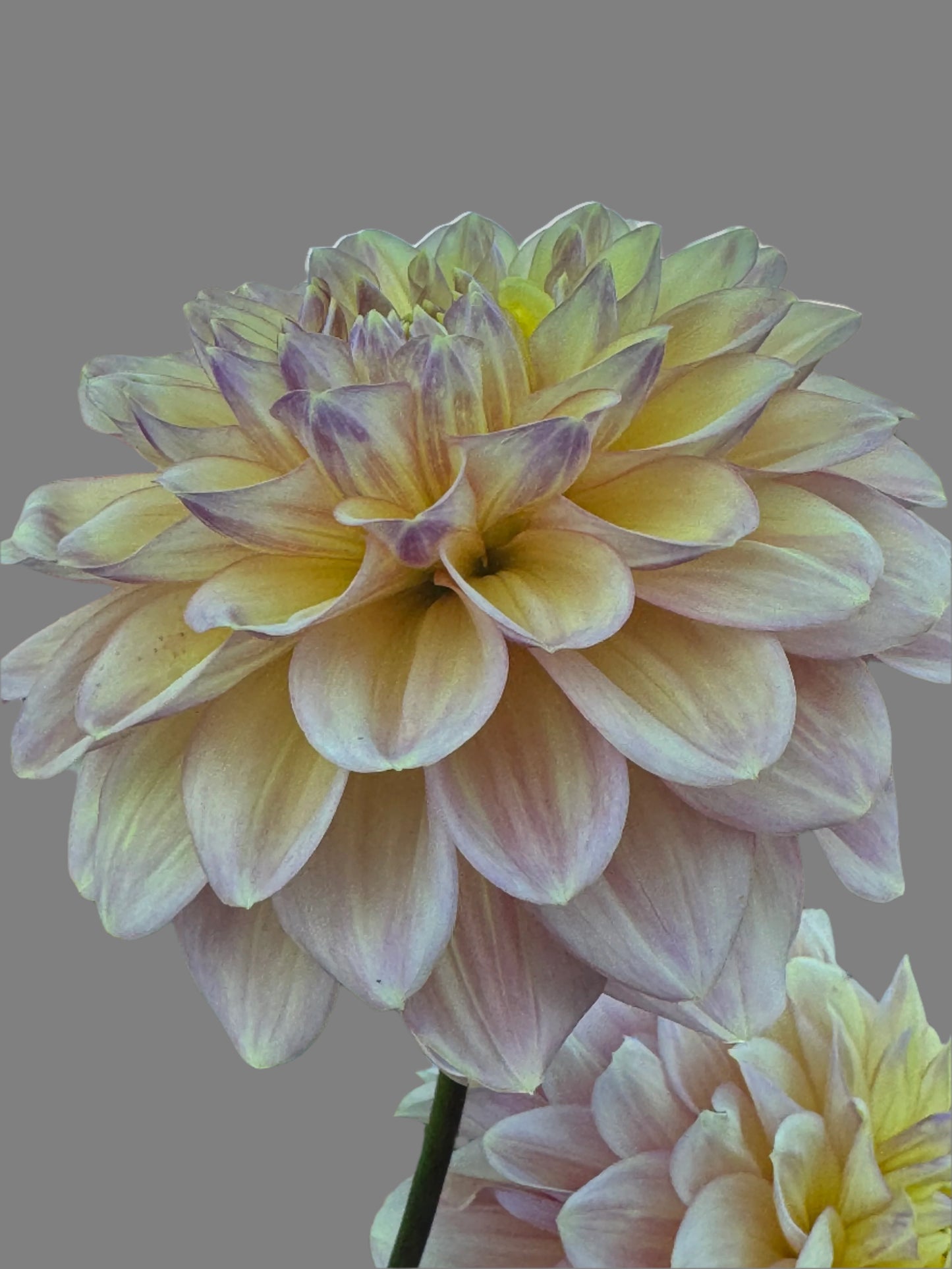 Wyn’s New Pastel Dahlia