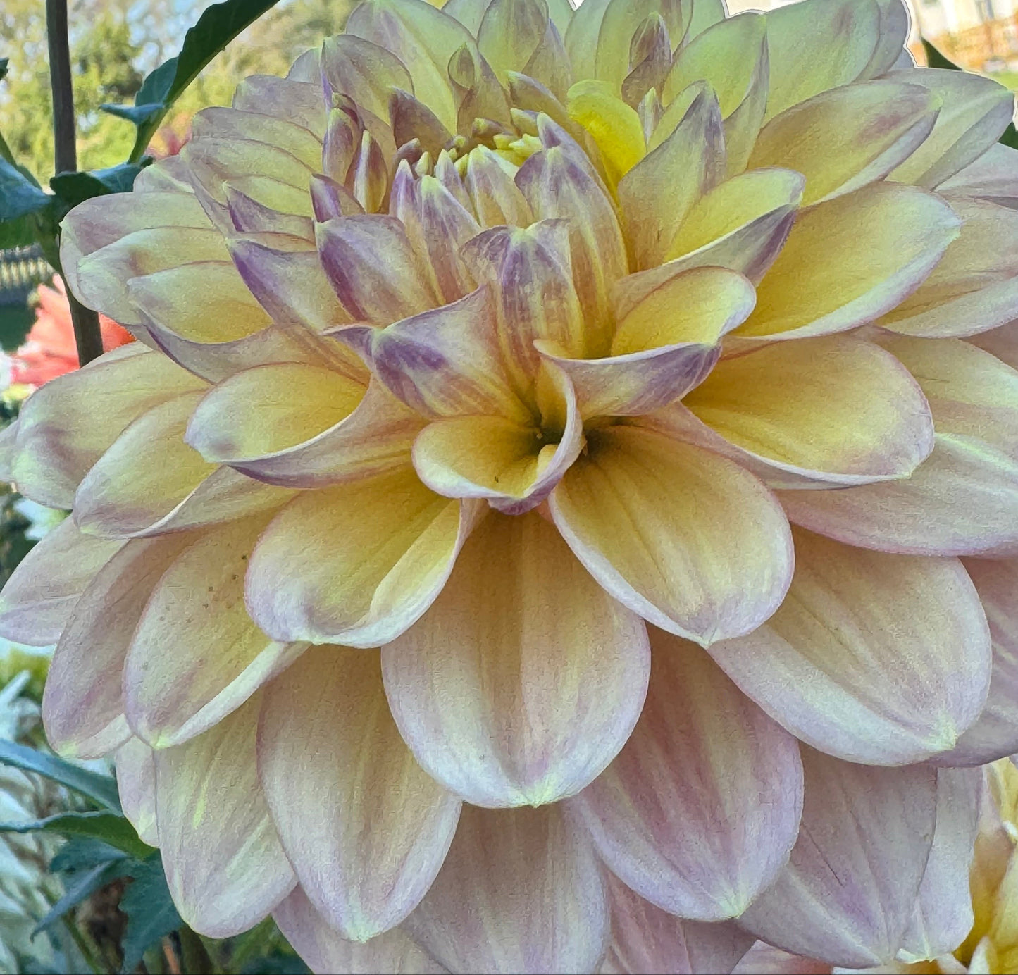 Wyn’s New Pastel Dahlia