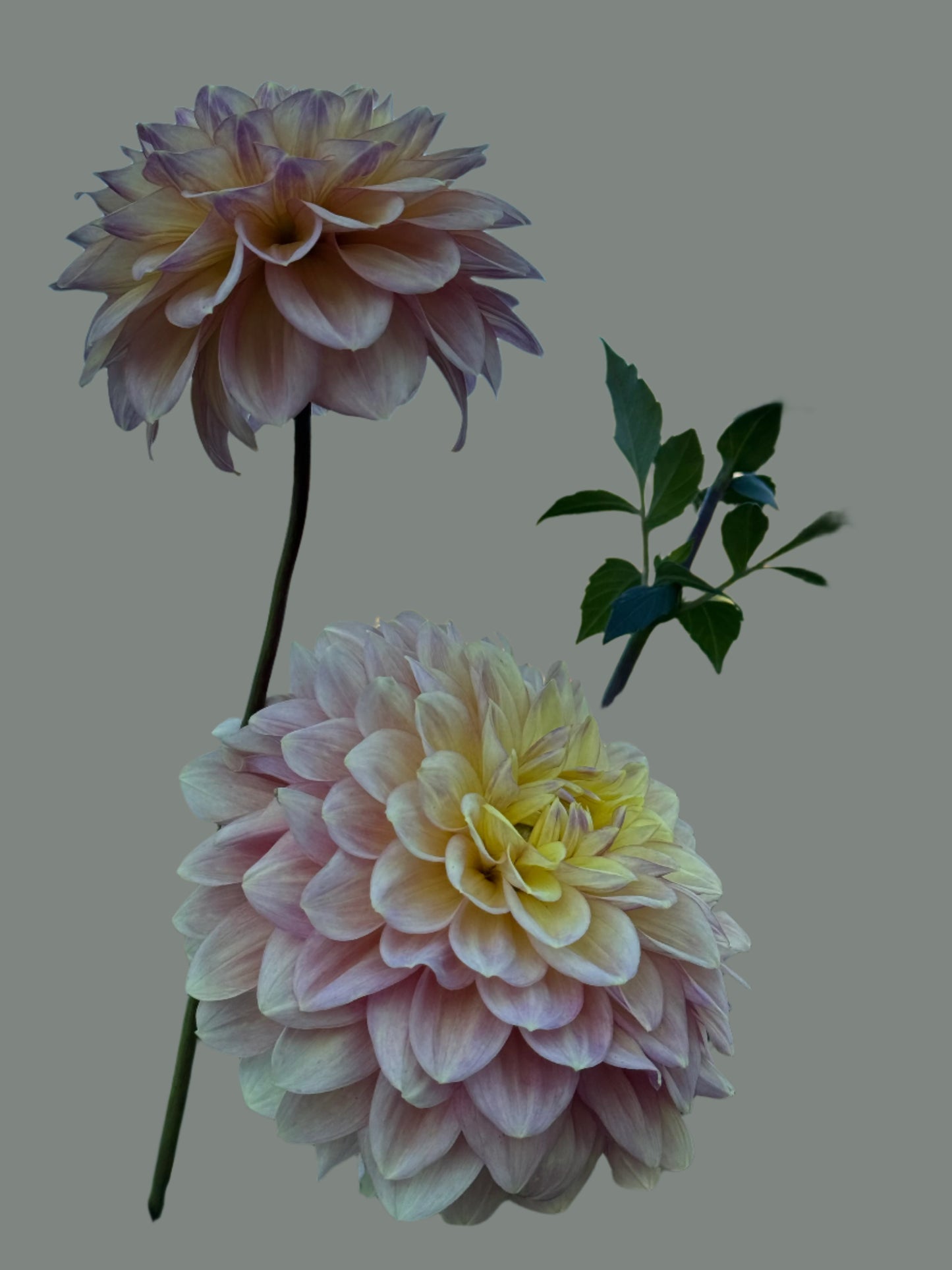 Wyn’s New Pastel Dahlia