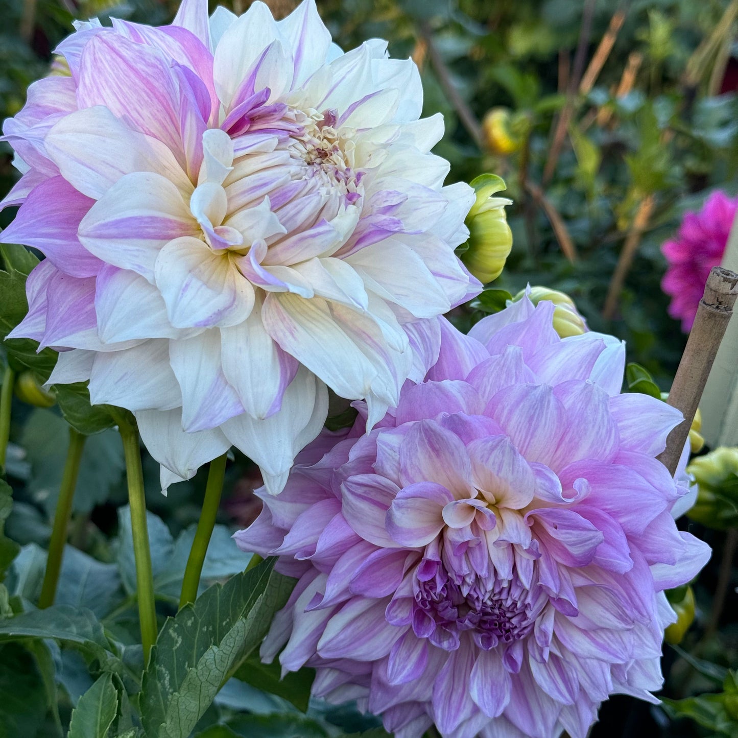 AC Paint Dahlia