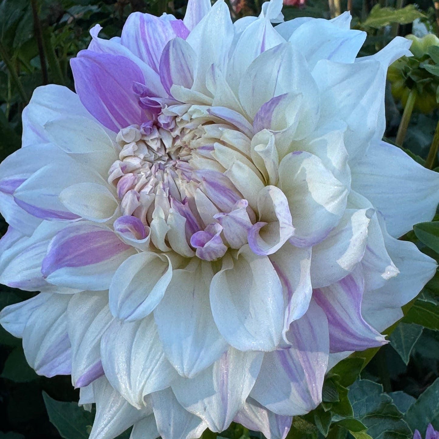 AC Paint Dahlia