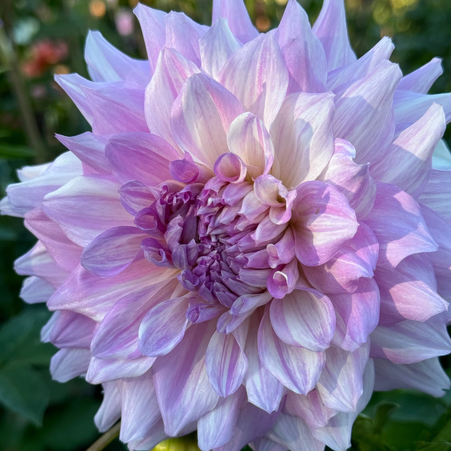 AC Paint Dahlia