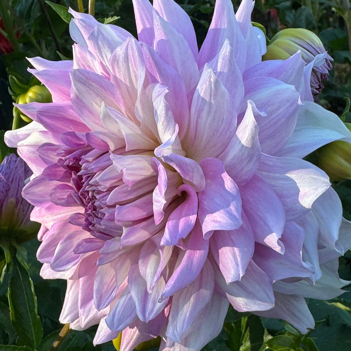 AC Paint Dahlia