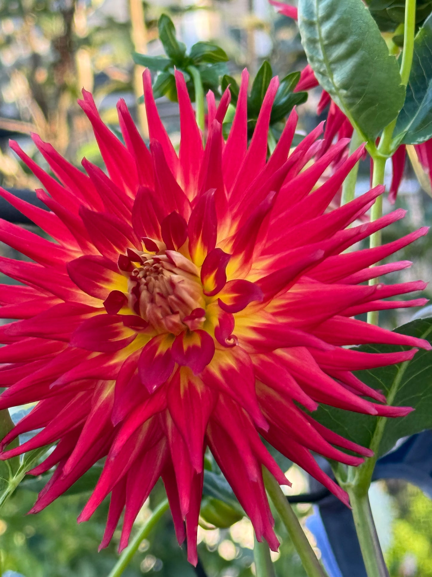 AC Shannon Dahlia