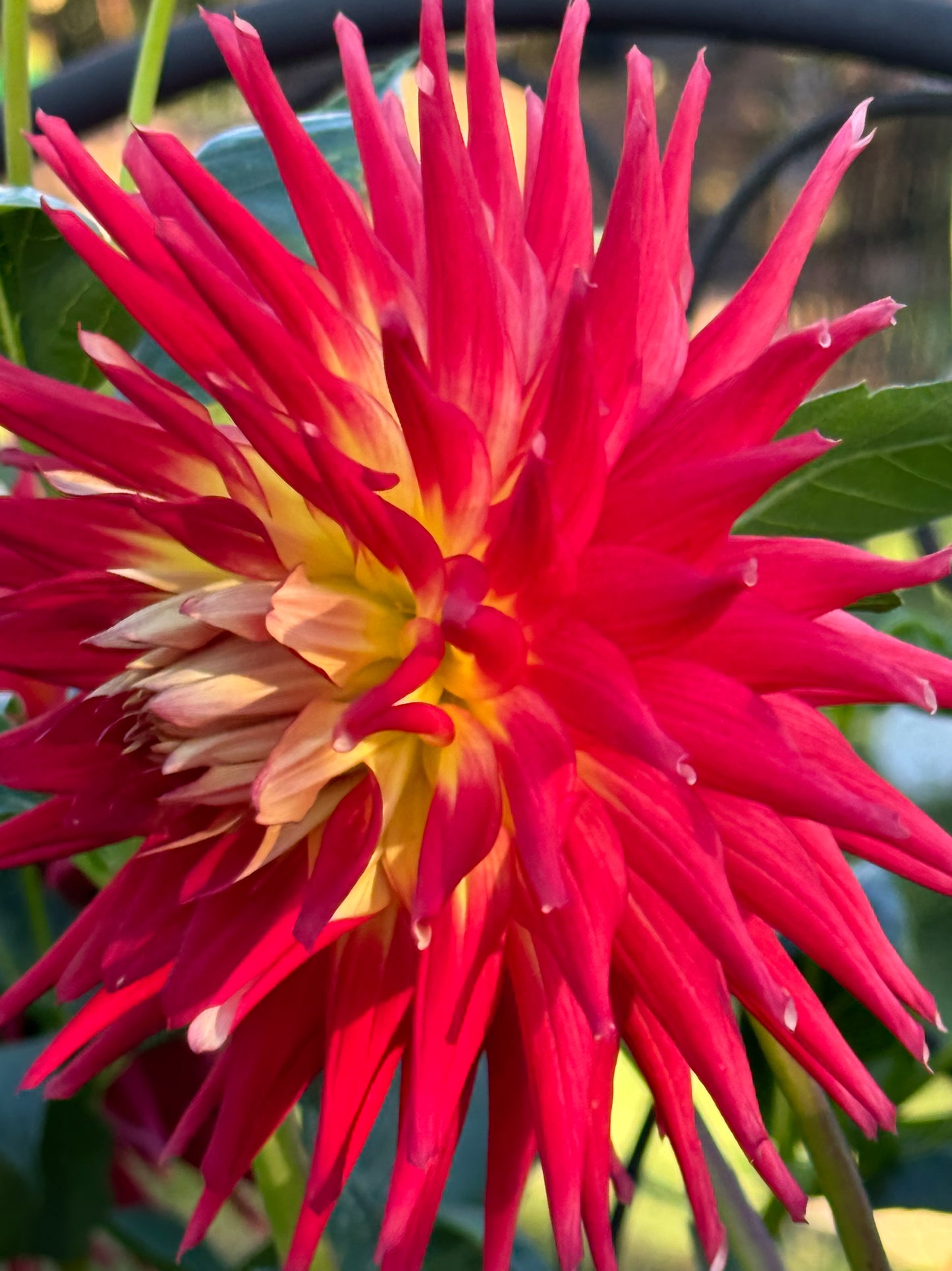 AC Shannon Dahlia