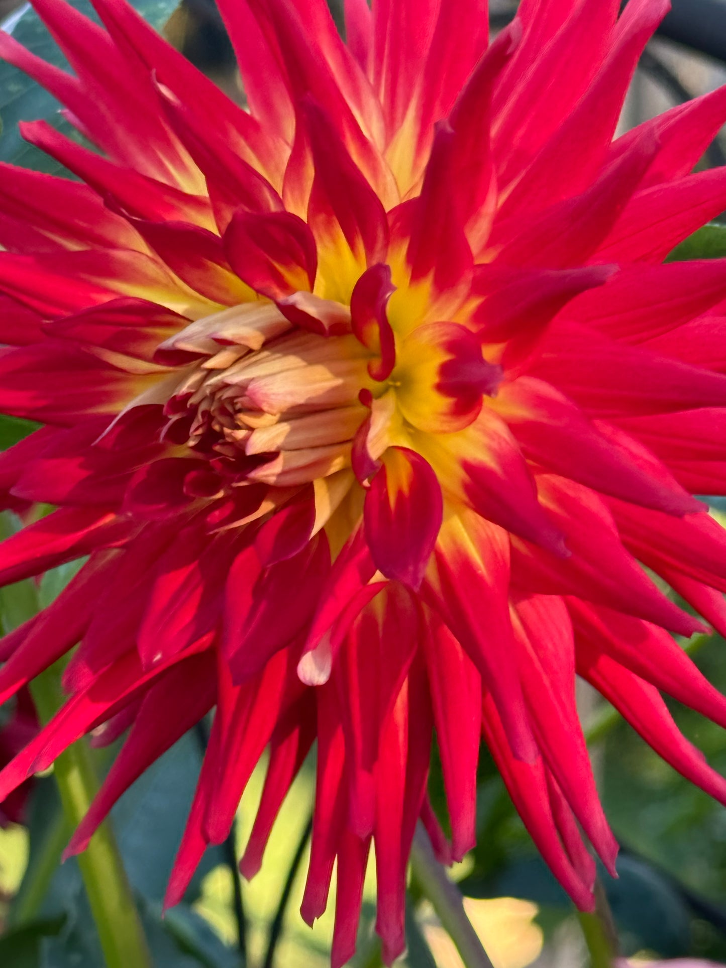 AC Shannon Dahlia