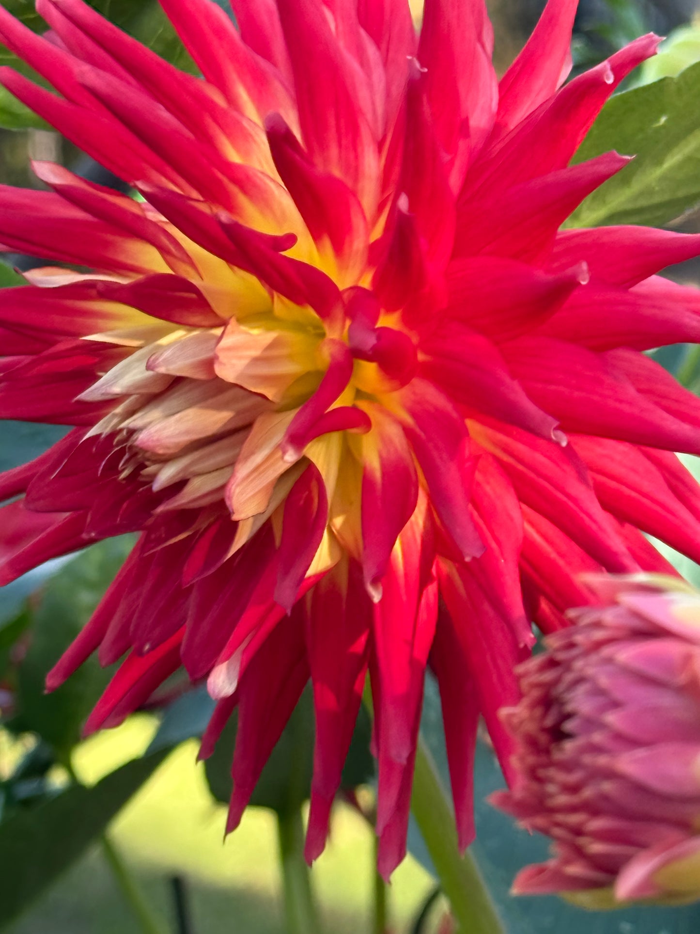 AC Shannon Dahlia