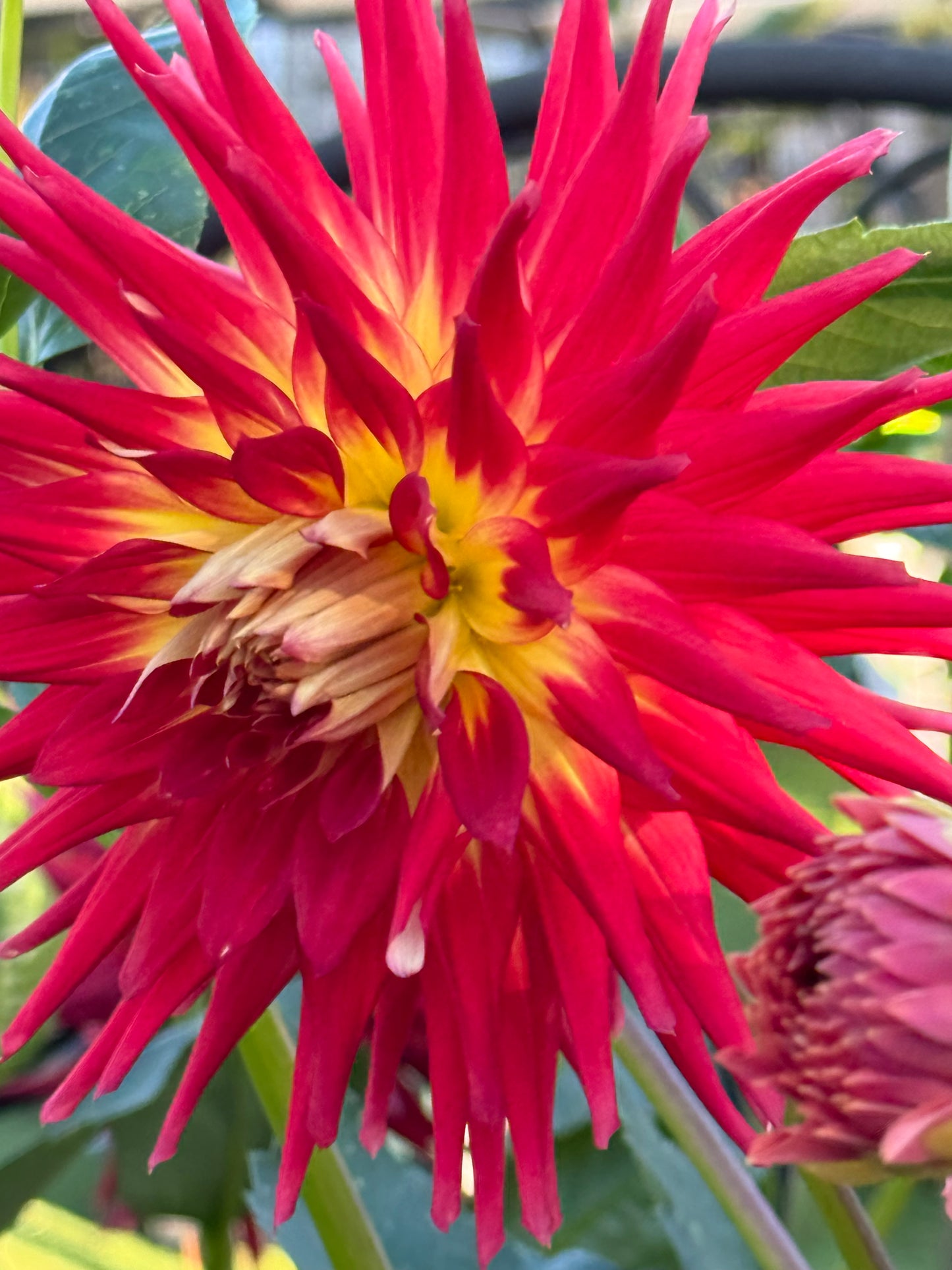 AC Shannon Dahlia