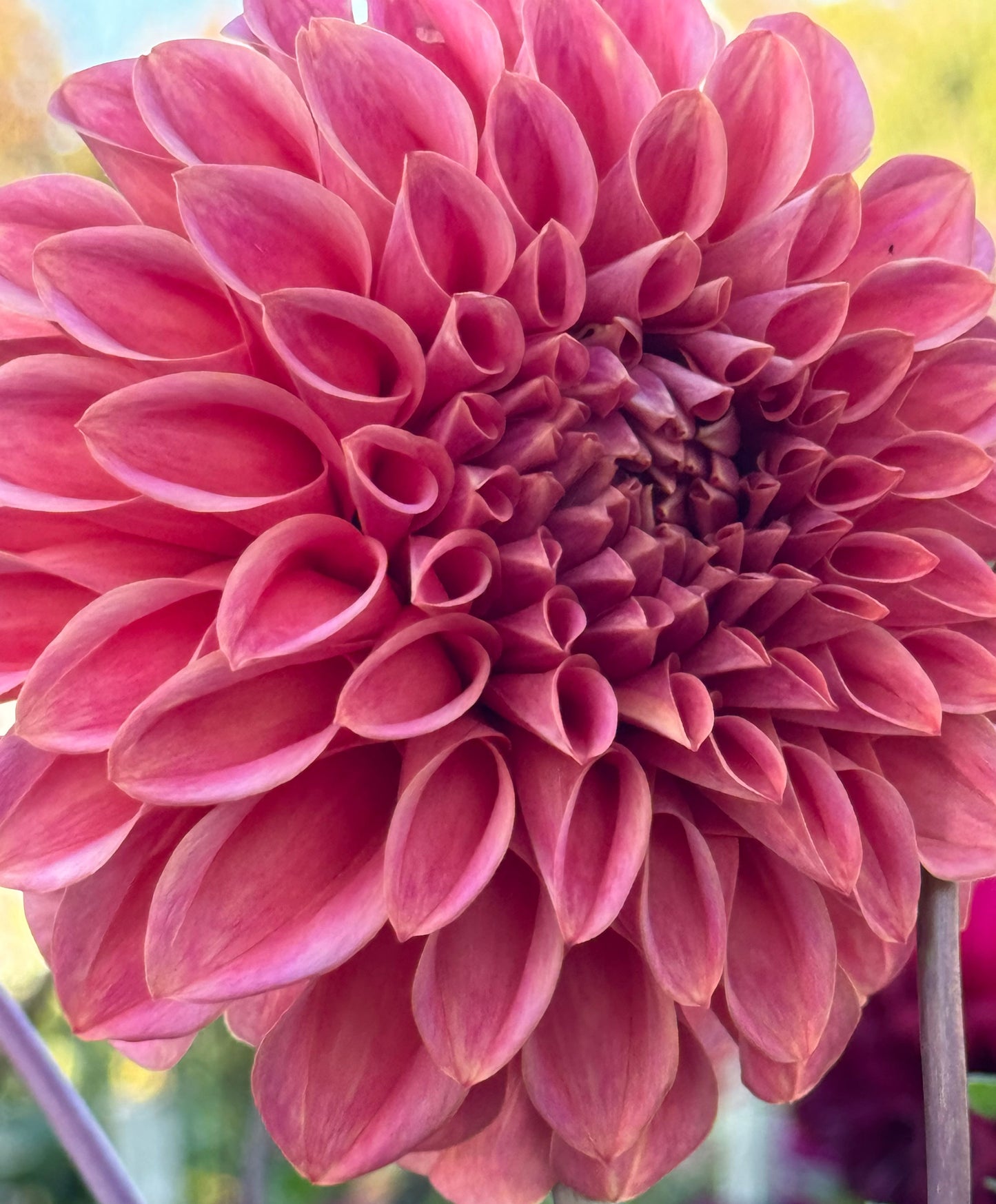 Sylvia Craig Hunter Dahlia
