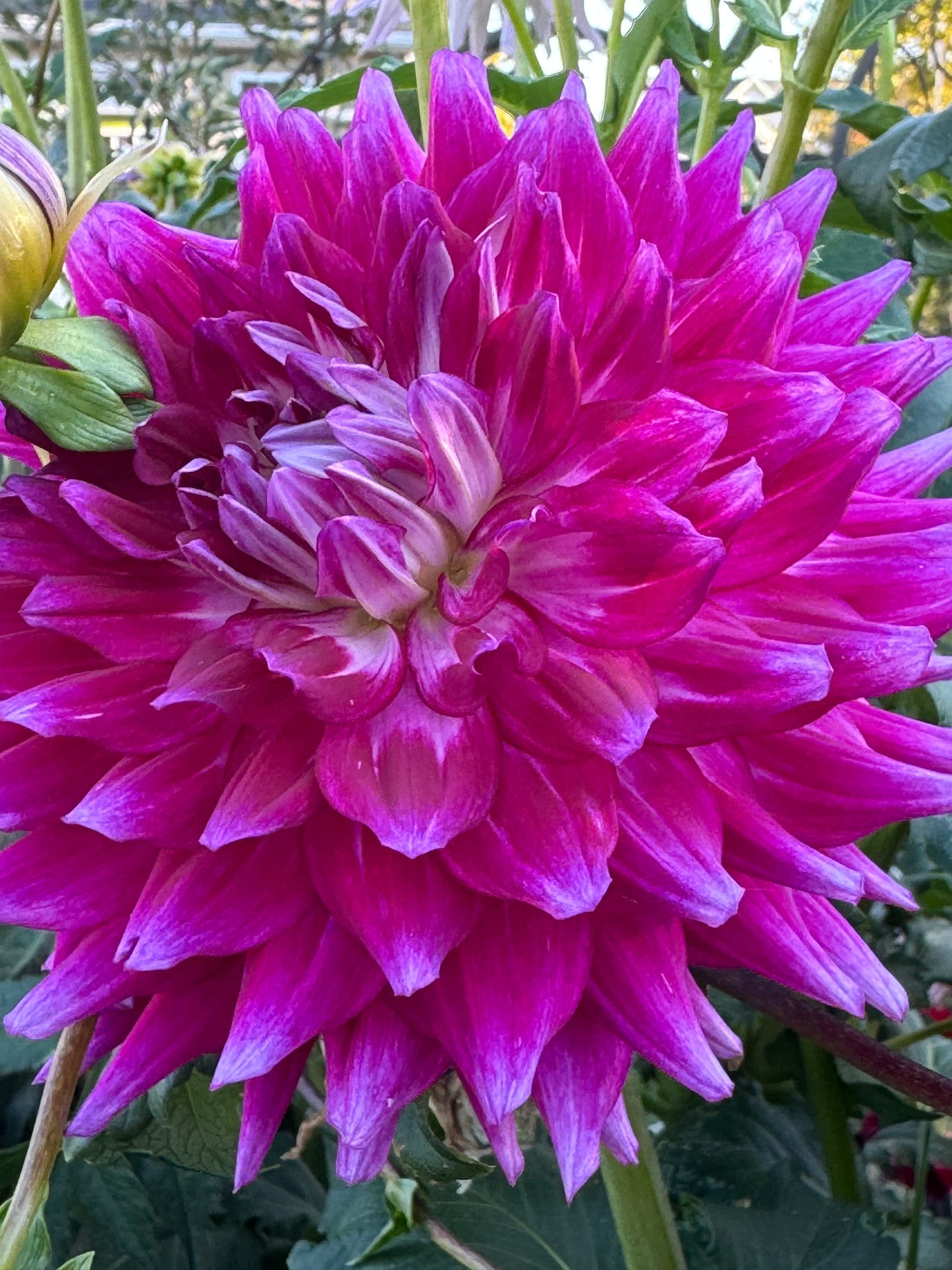 Glamour Girl Dahlia