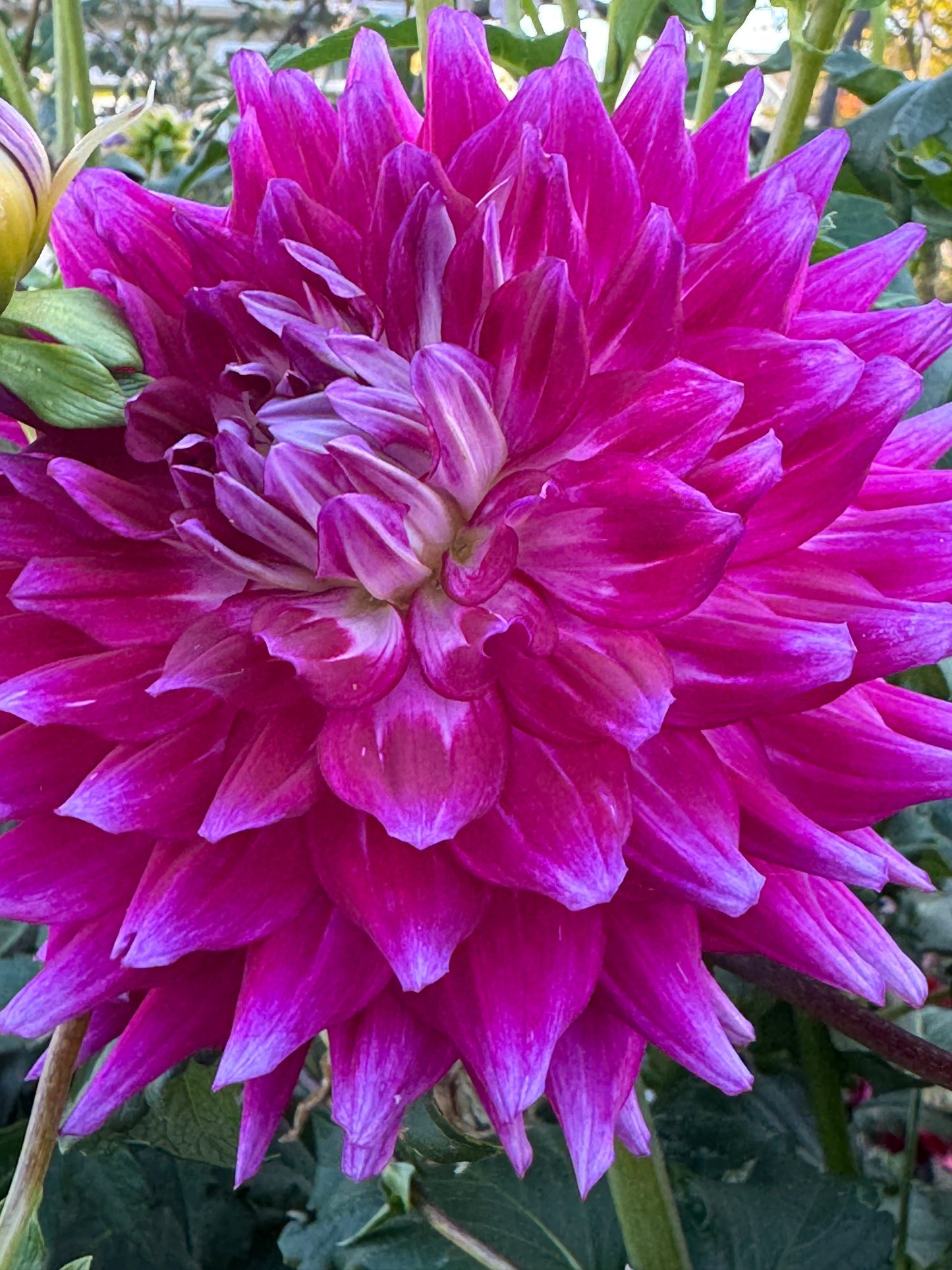 Glamour Girl Dahlia