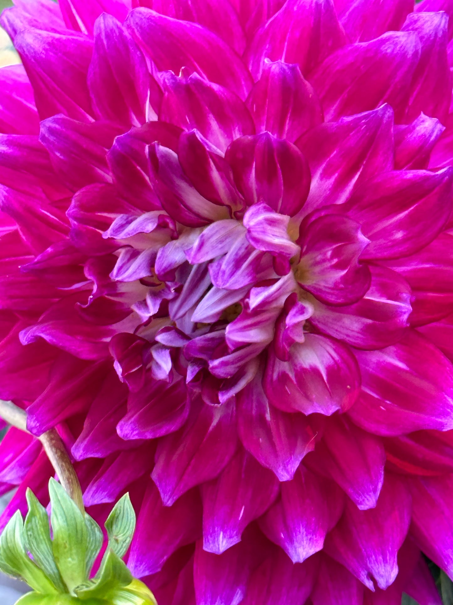 Glamour Girl Dahlia