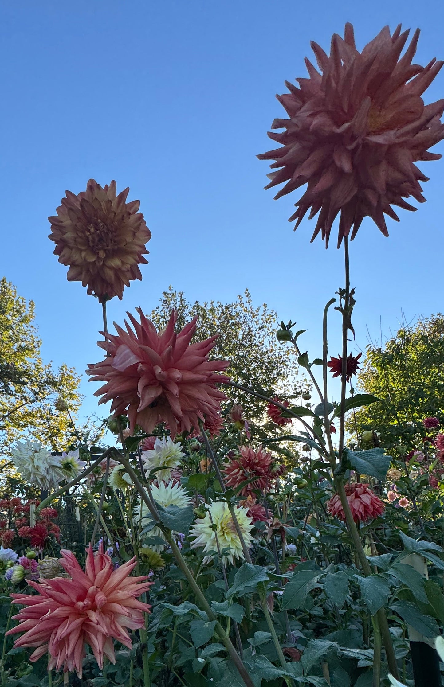 Bloomquist Robyn Dahlia