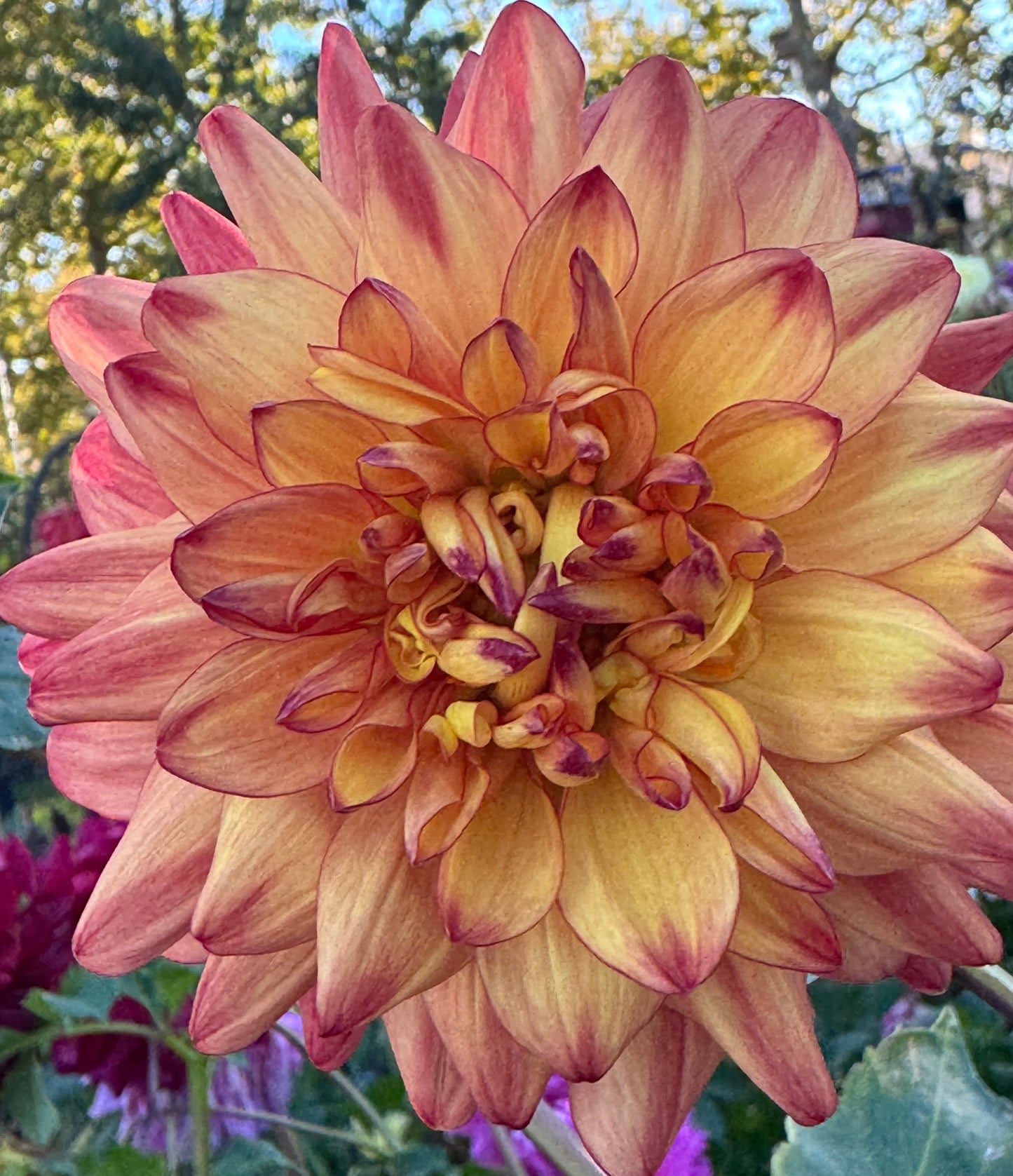 Bloomquist Robyn Dahlia