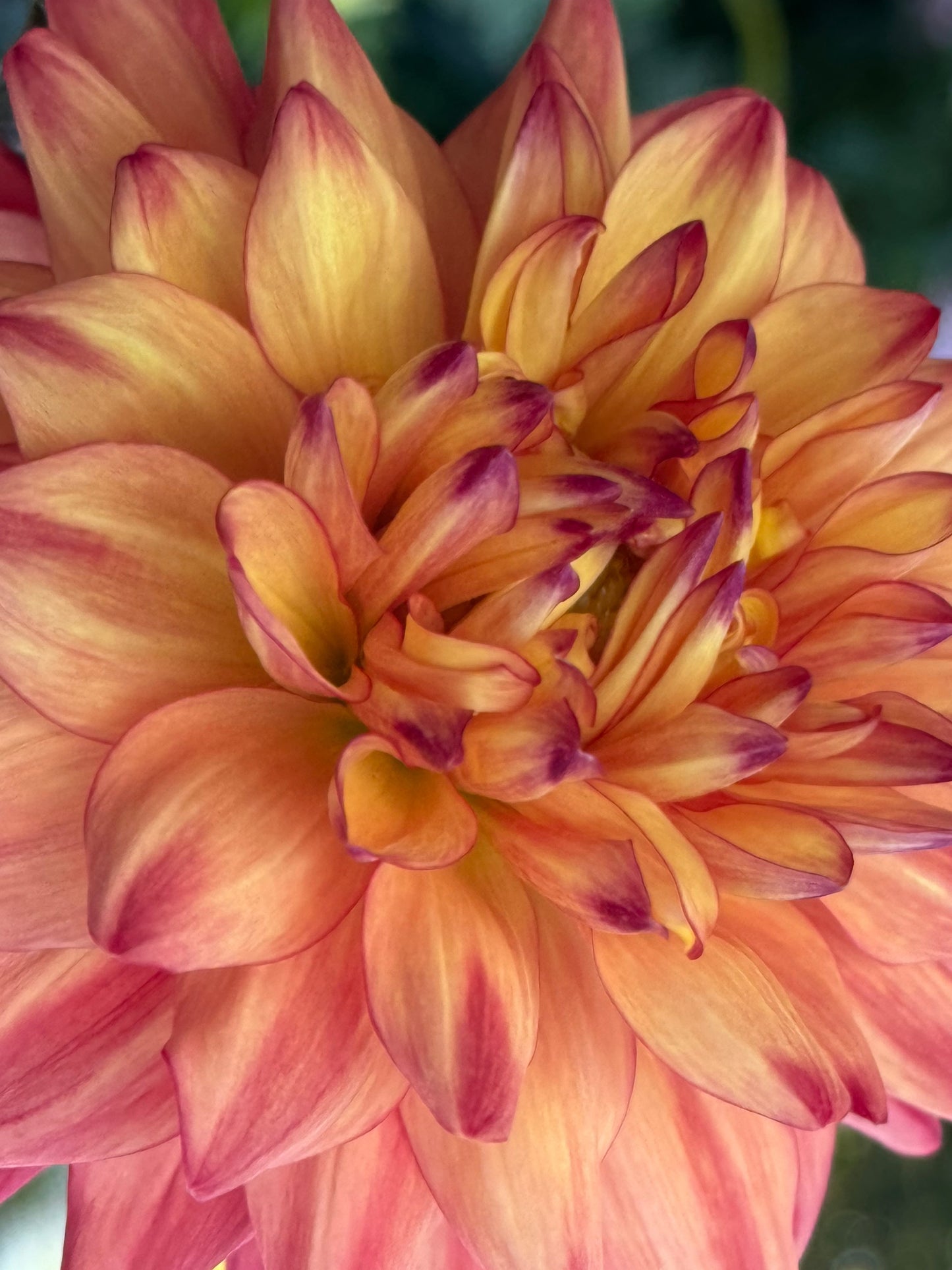 Bloomquist Robyn Dahlia