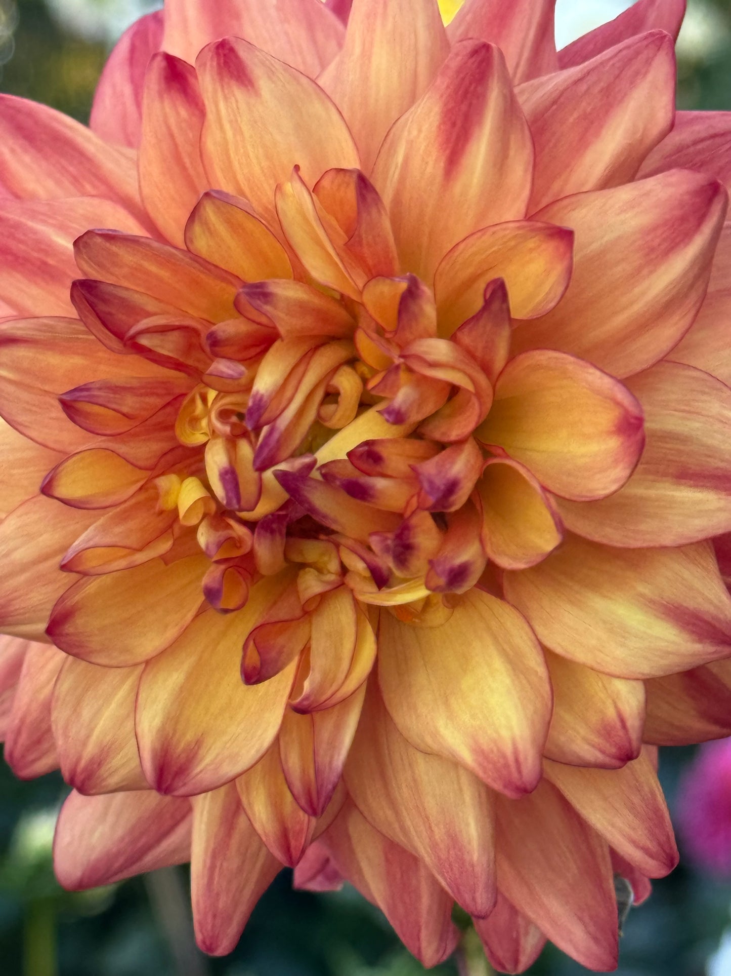 Bloomquist Robyn Dahlia