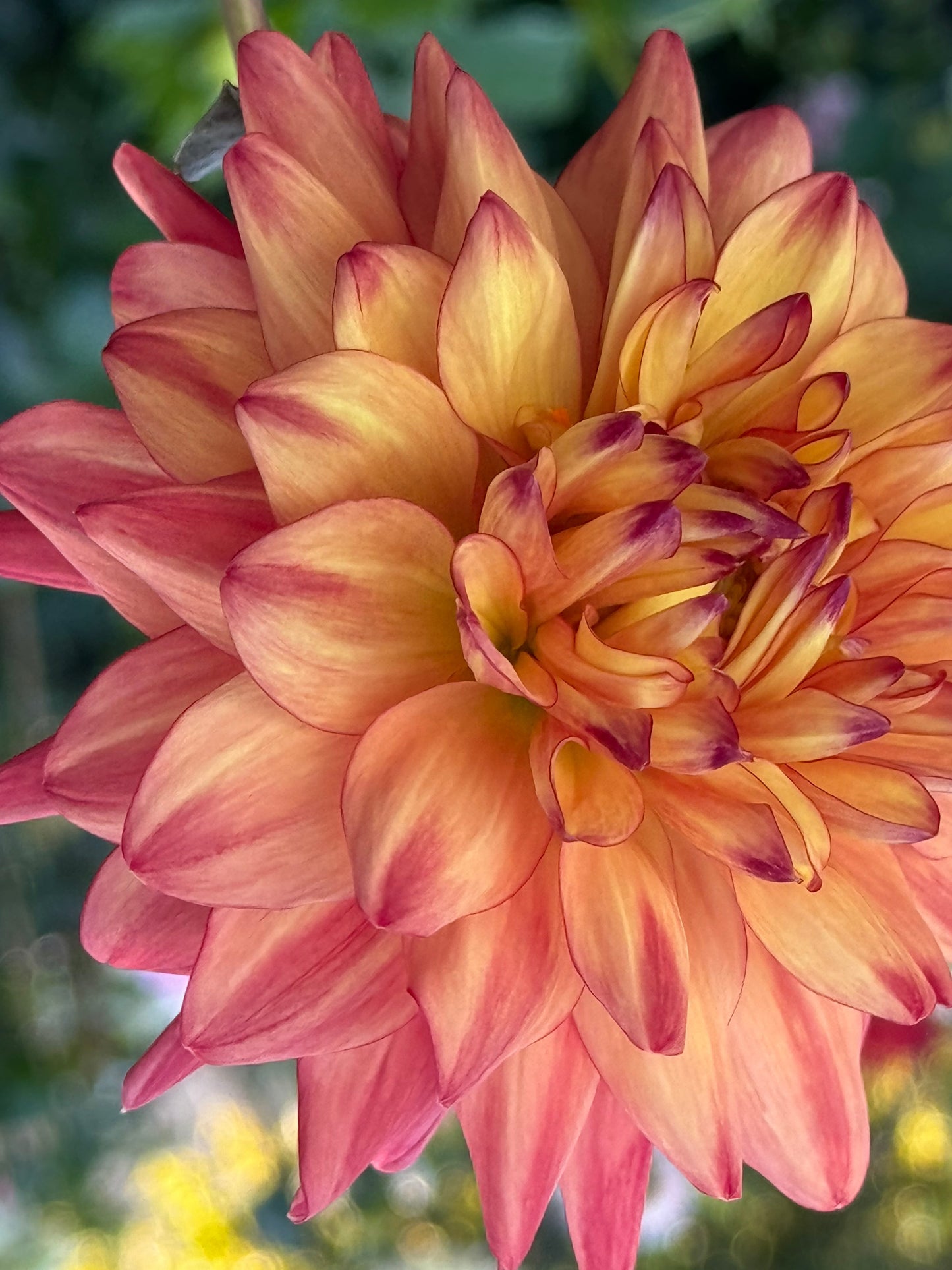 Bloomquist Robyn Dahlia