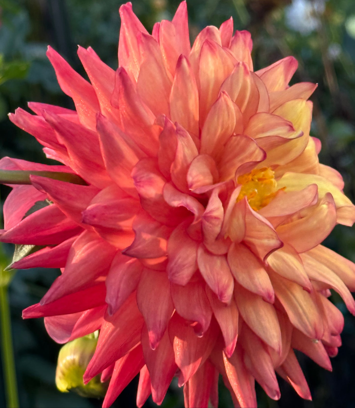 Bloomquist Robyn Dahlia