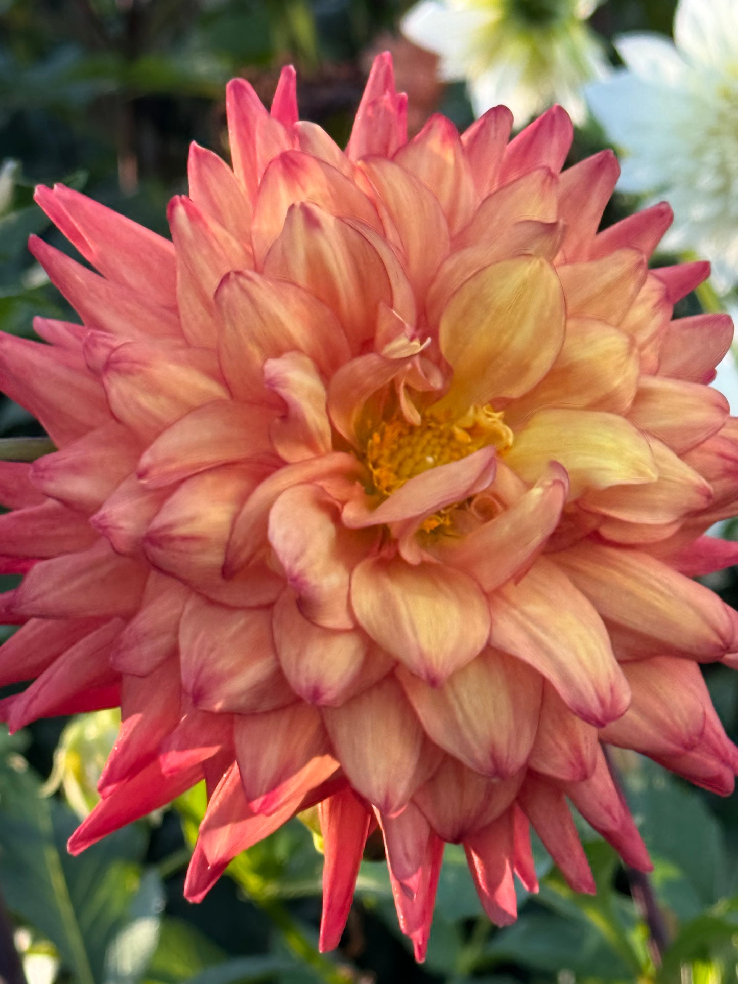 Bloomquist Robyn Dahlia