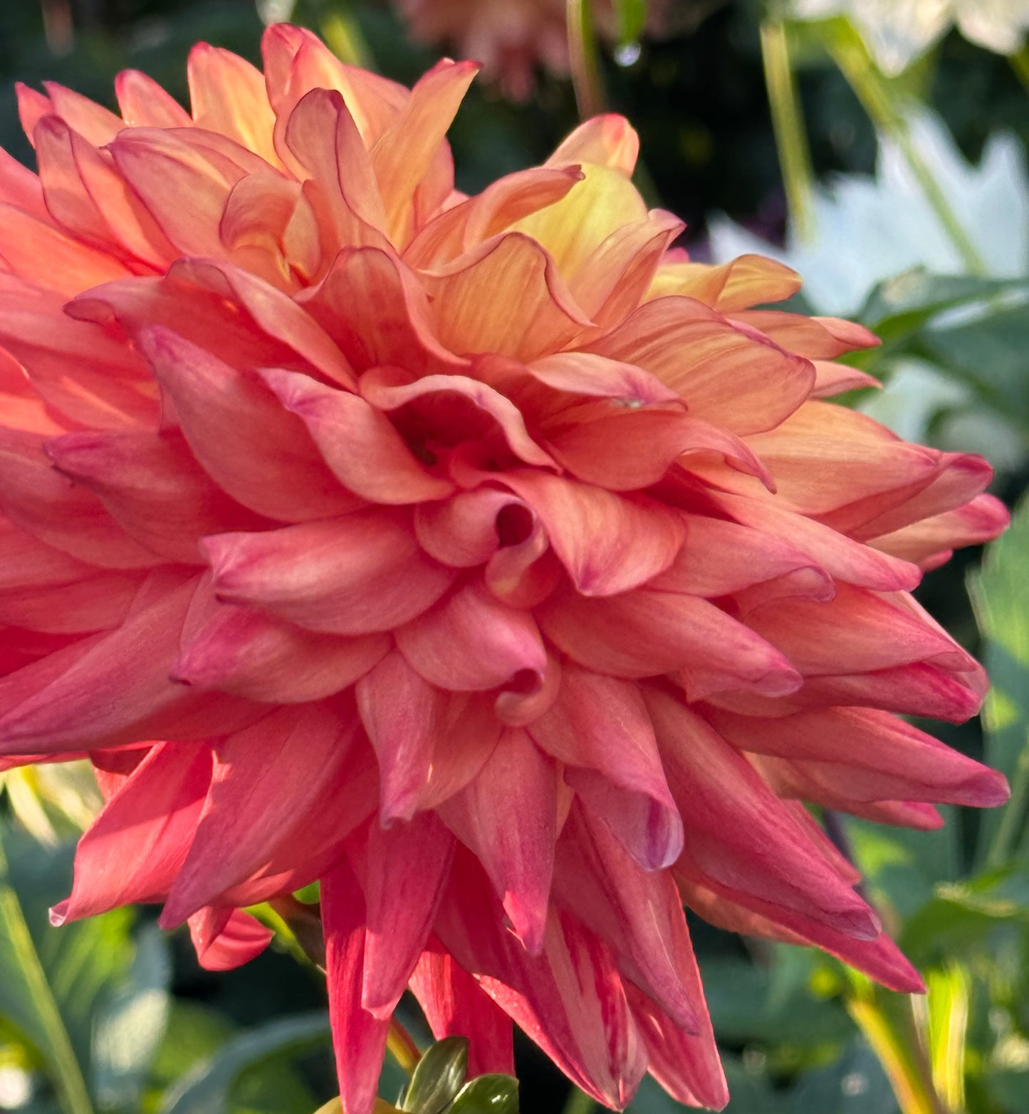 Bloomquist Robyn Dahlia