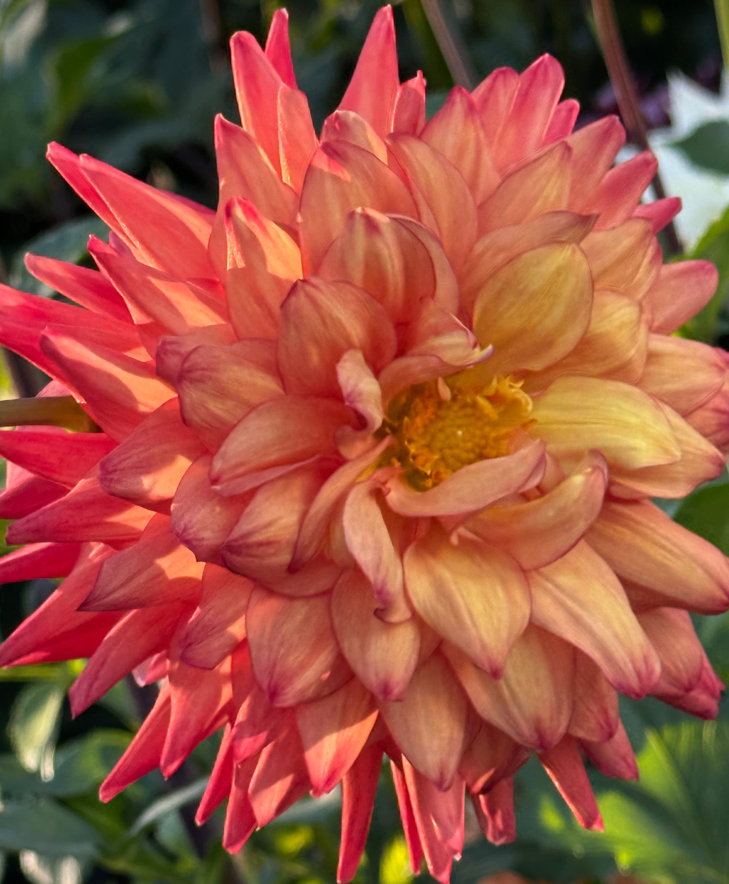 Bloomquist Robyn Dahlia