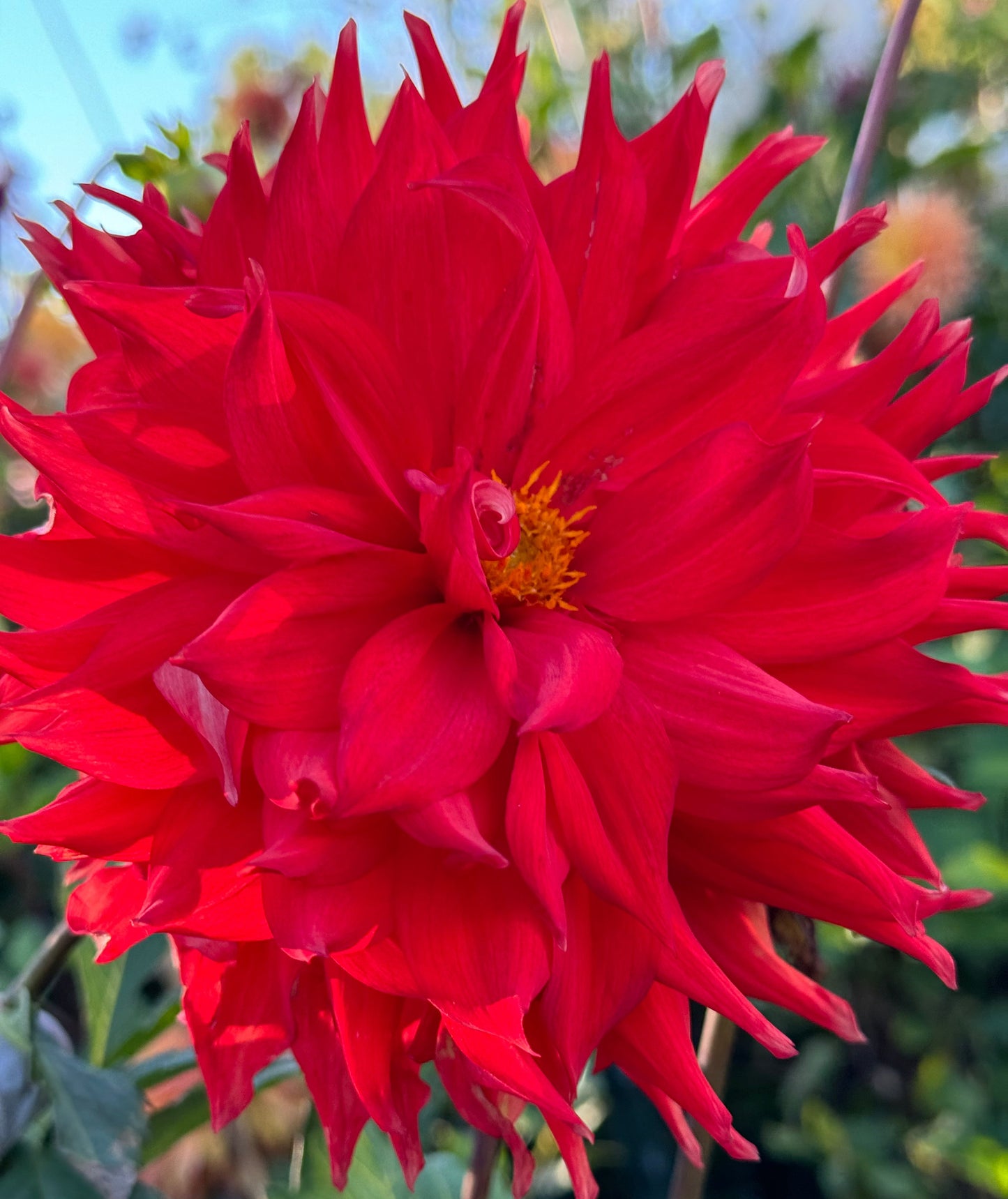 Bloomquist Tina Dahlia