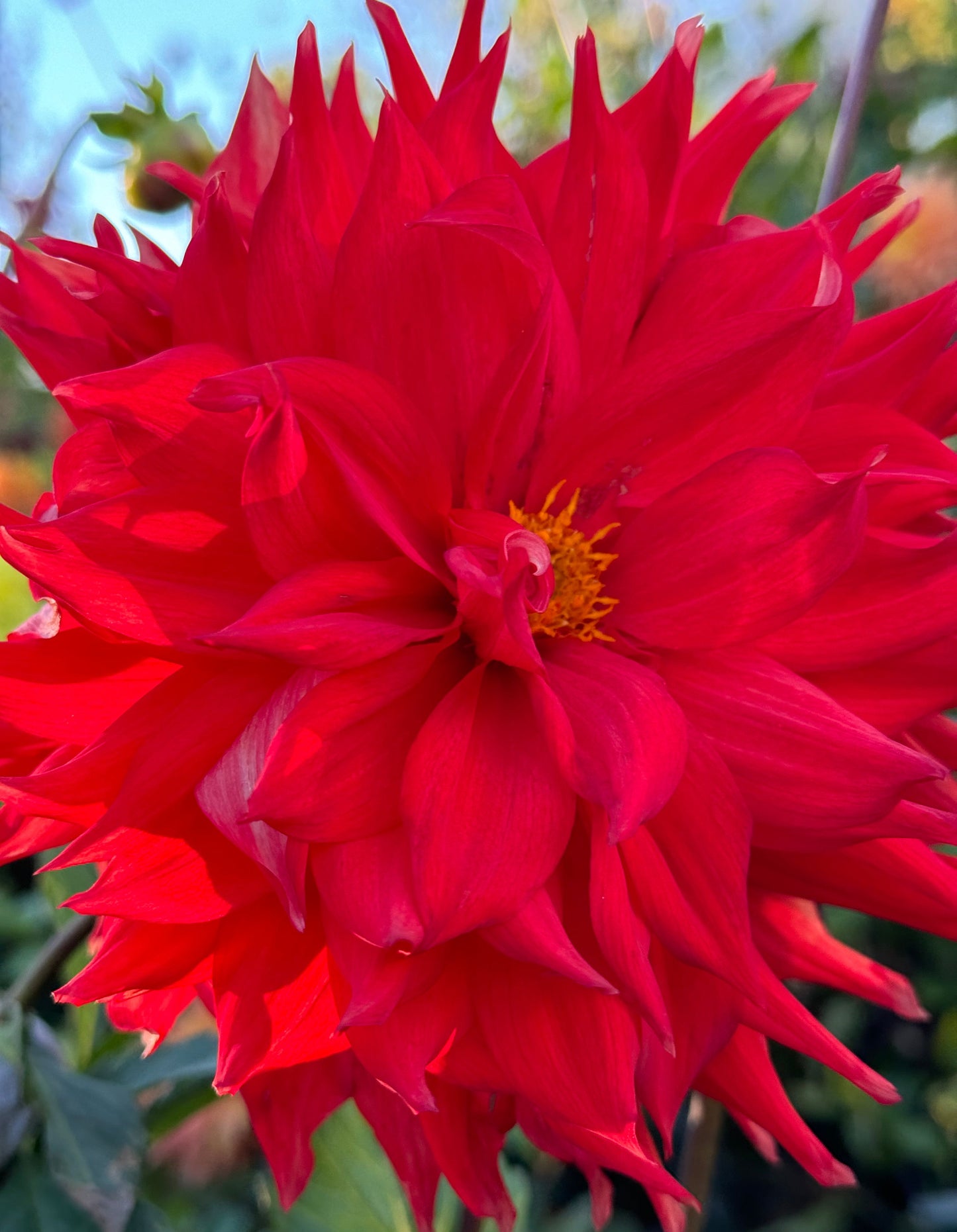 Bloomquist Tina Dahlia