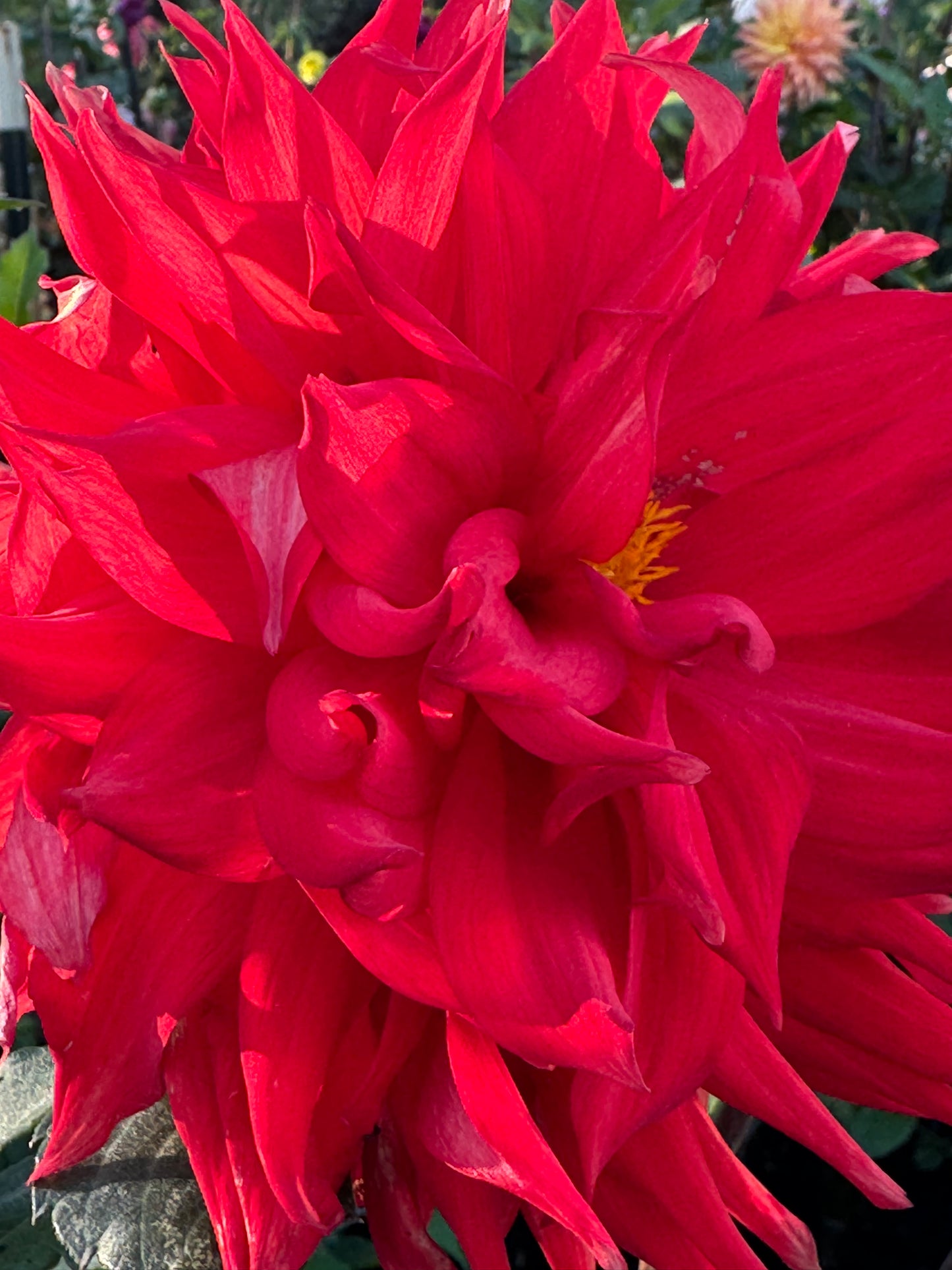 Bloomquist Tina Dahlia