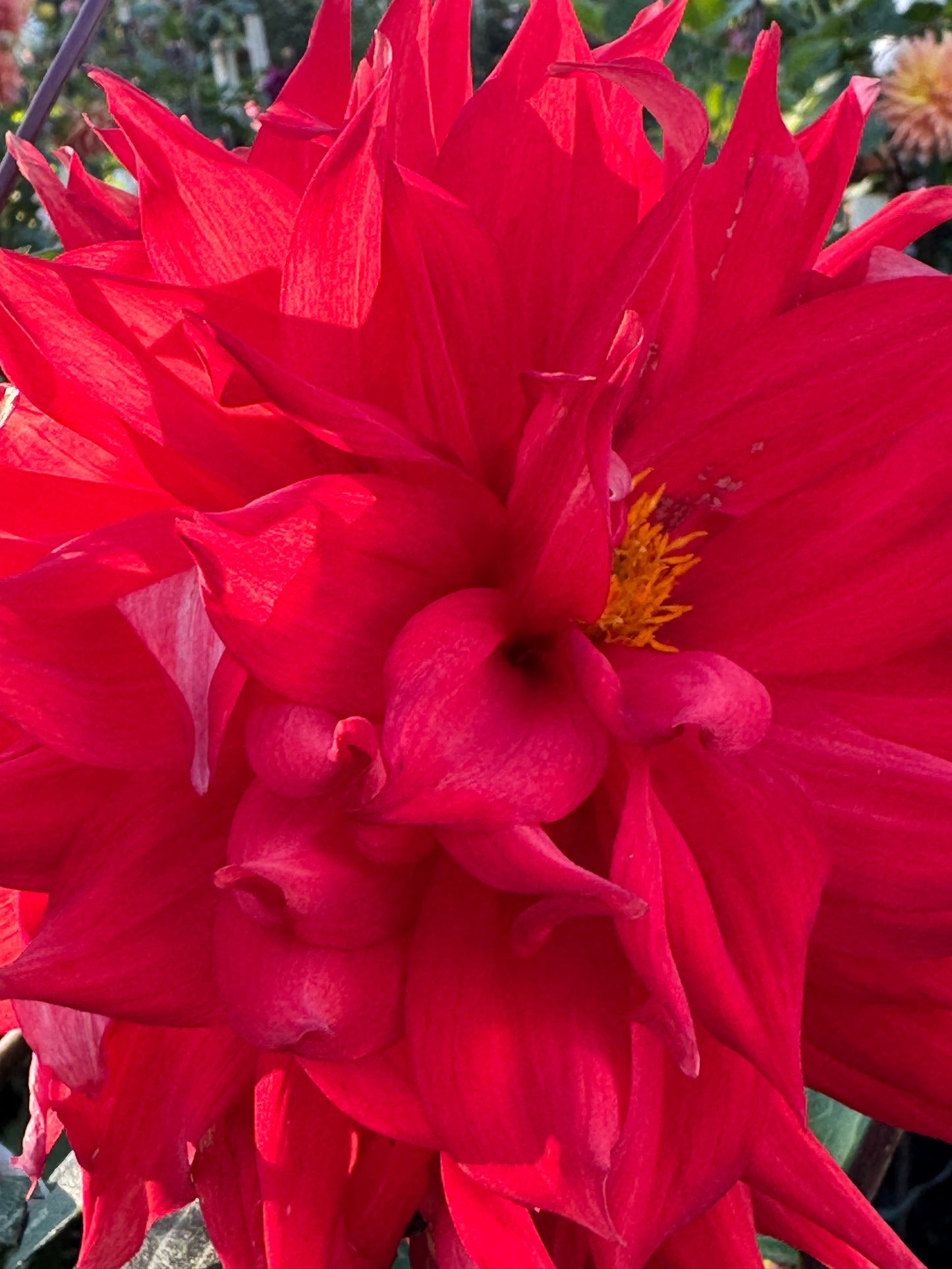 Bloomquist Tina Dahlia