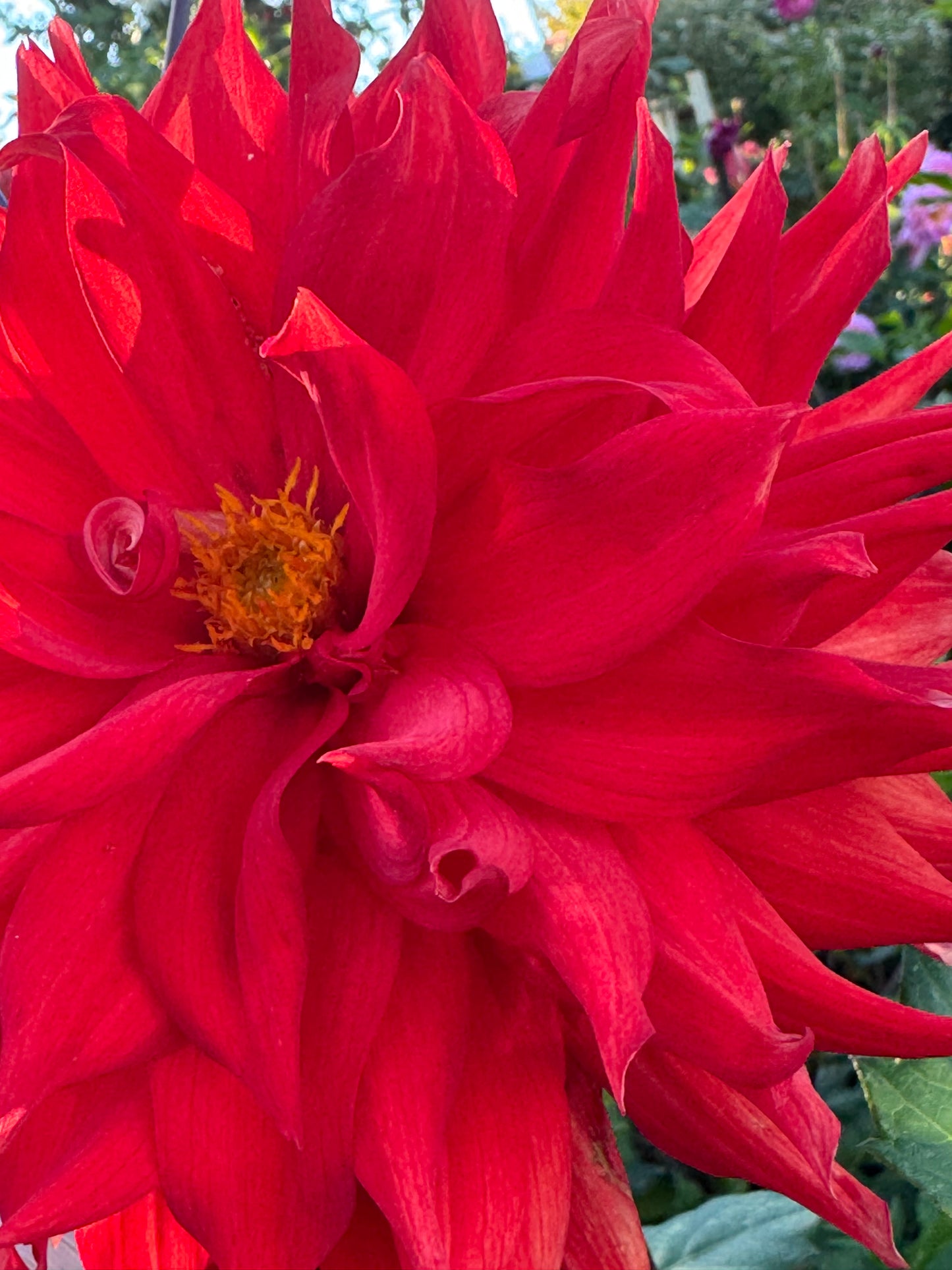 Bloomquist Tina Dahlia
