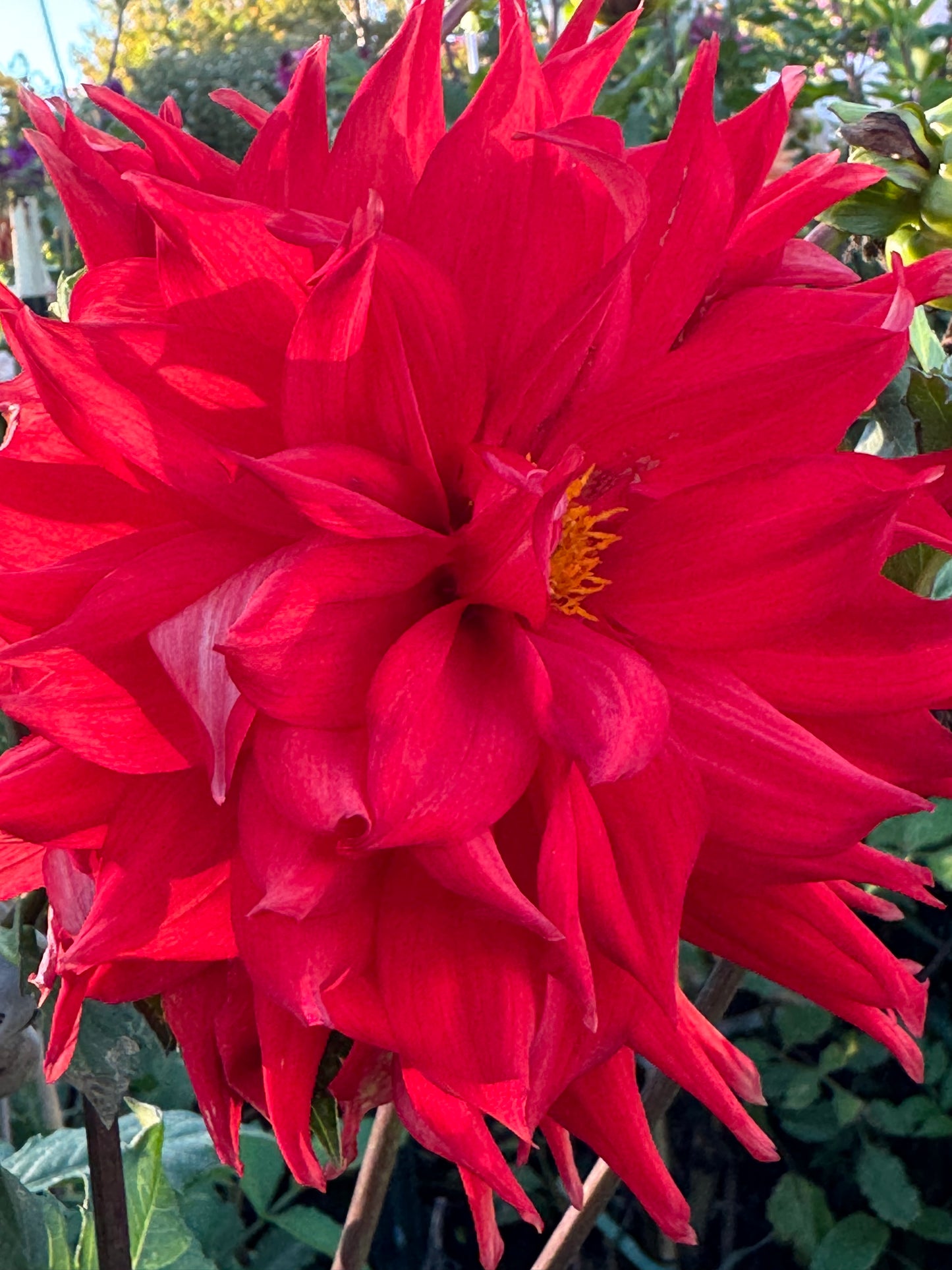 Bloomquist Tina Dahlia