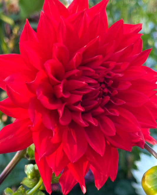 Bloomquist Tina Dahlia