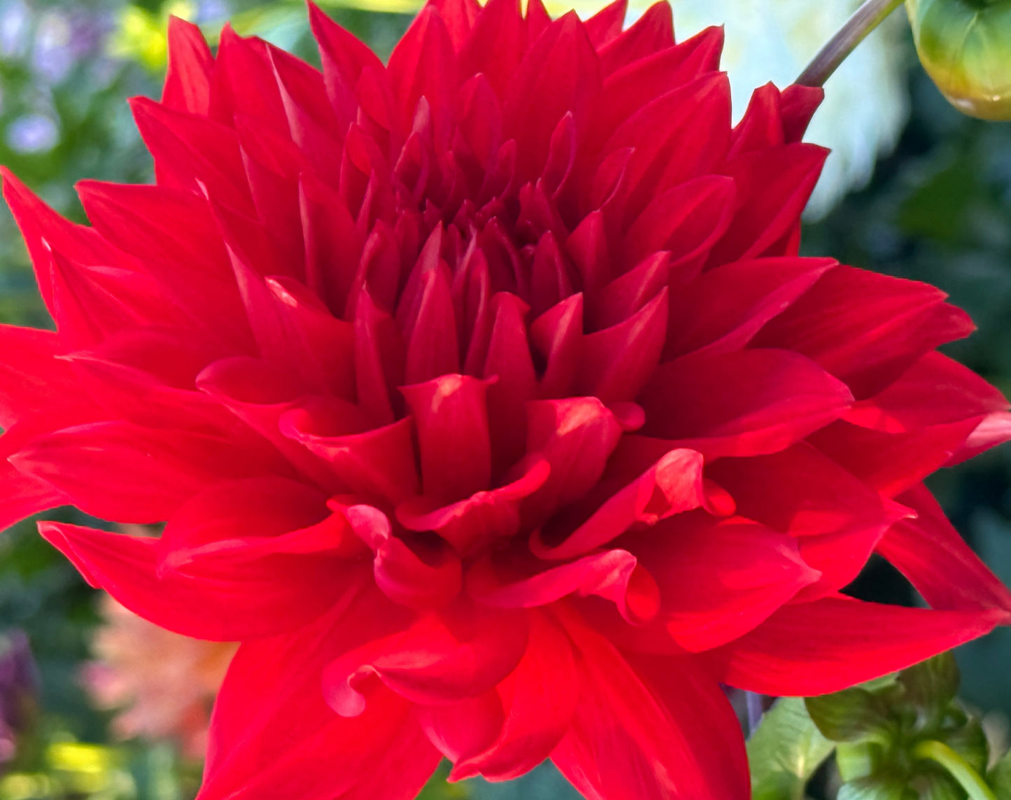 Bloomquist Tina Dahlia