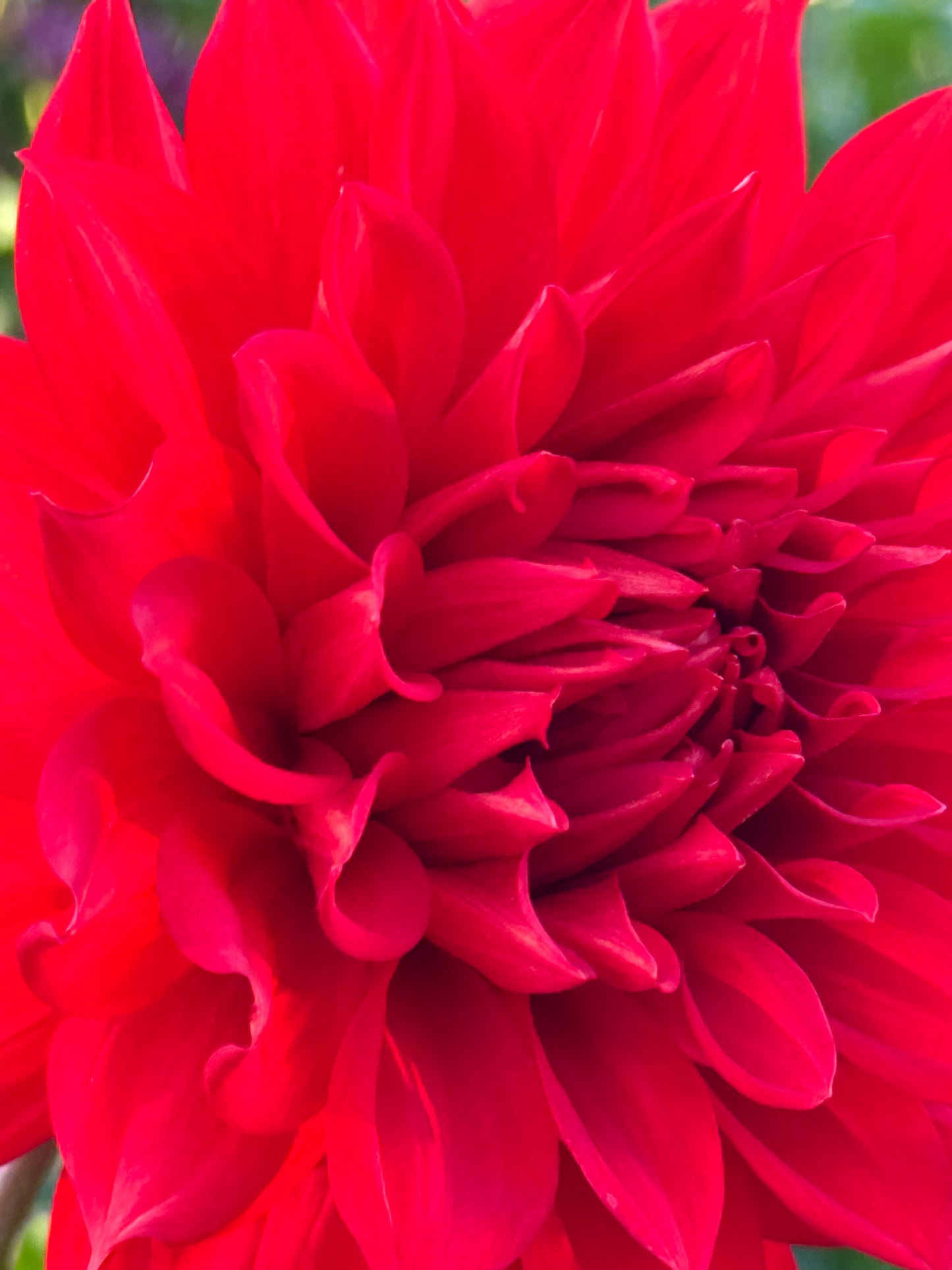 Bloomquist Tina Dahlia