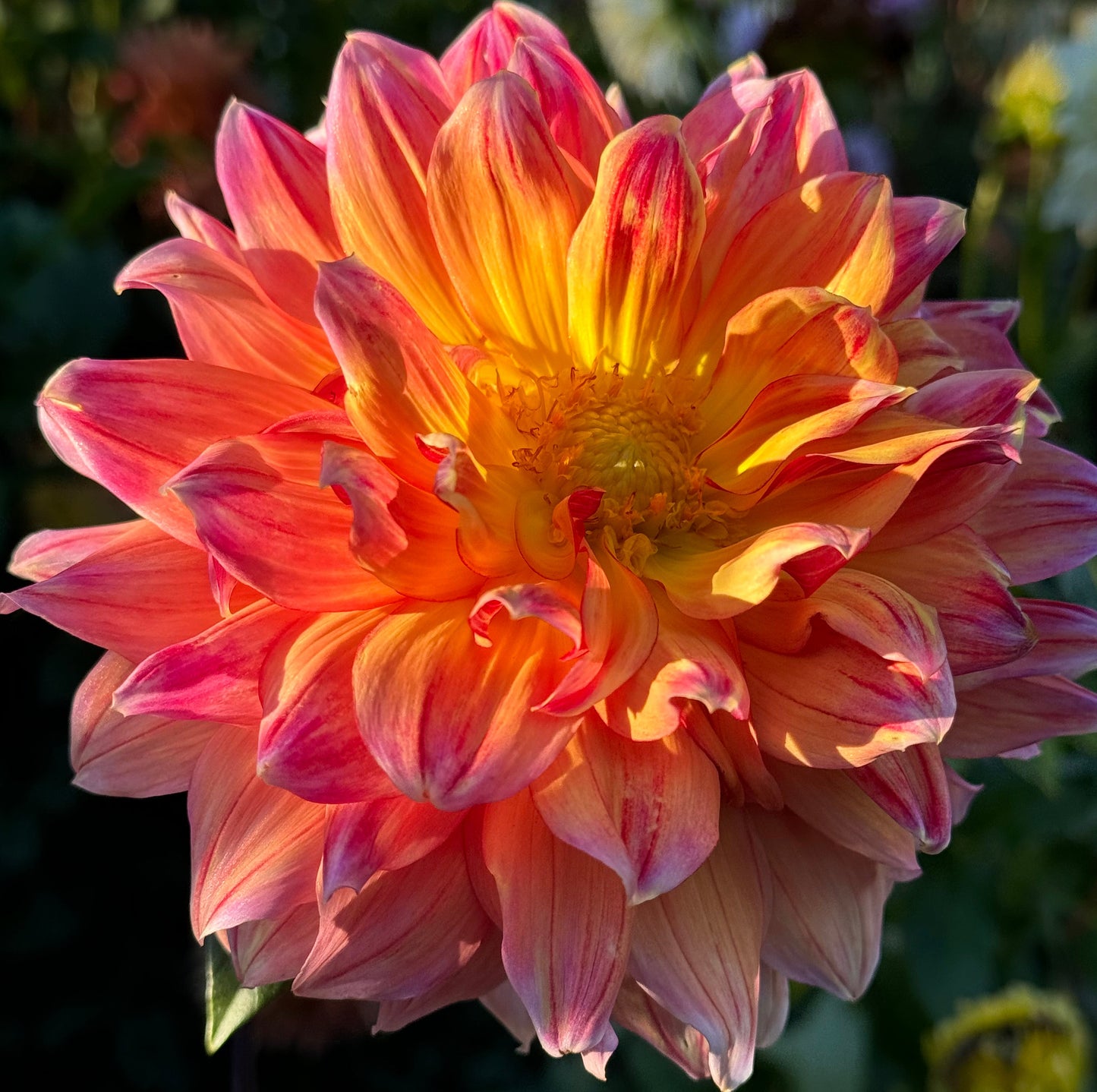 Canby Grazy Dahlia