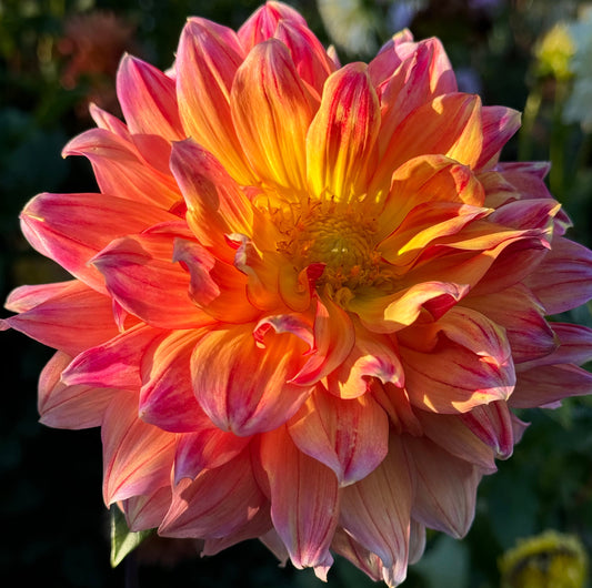 Canby Grazy Dahlia