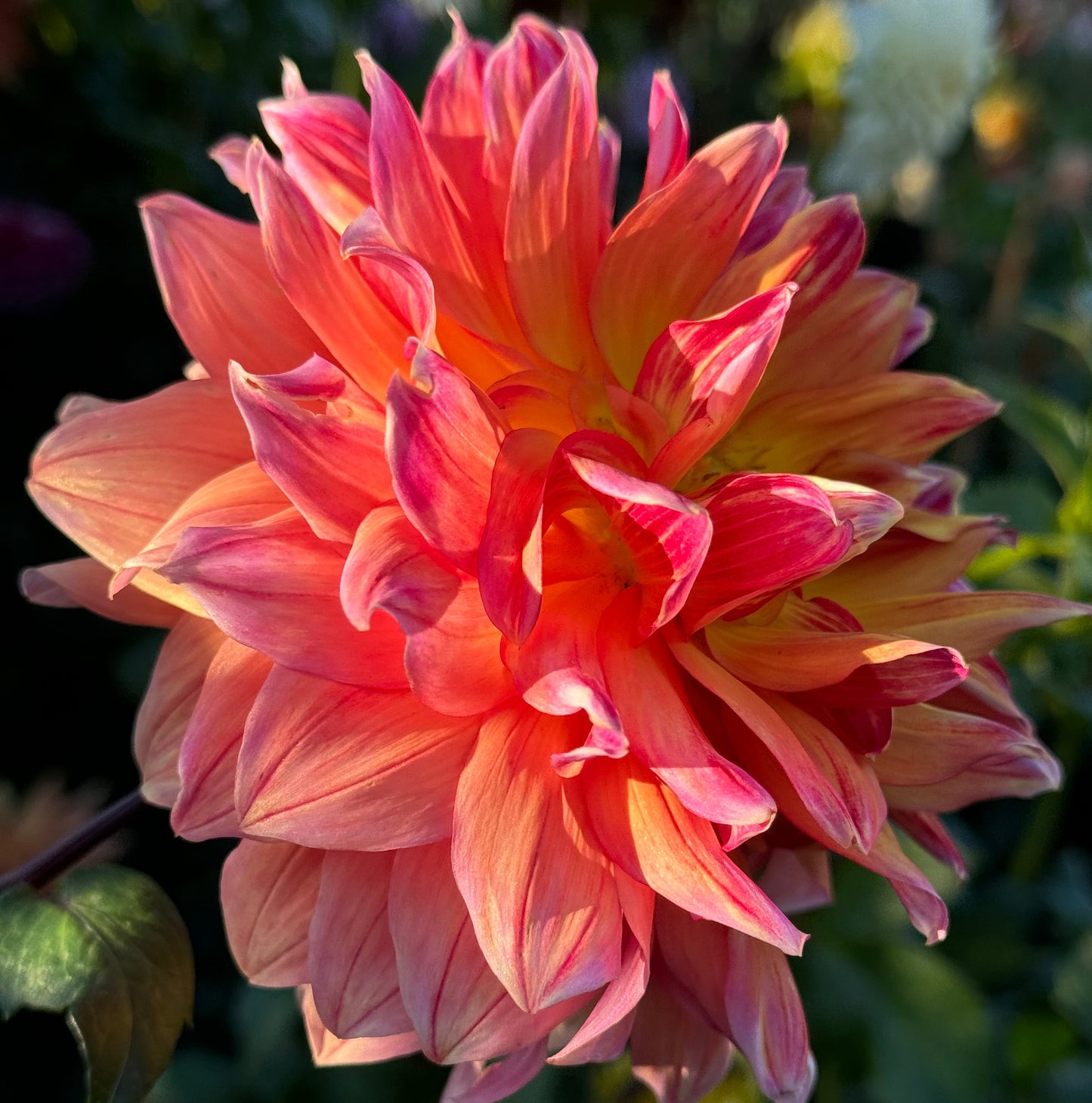 Canby Grazy Dahlia