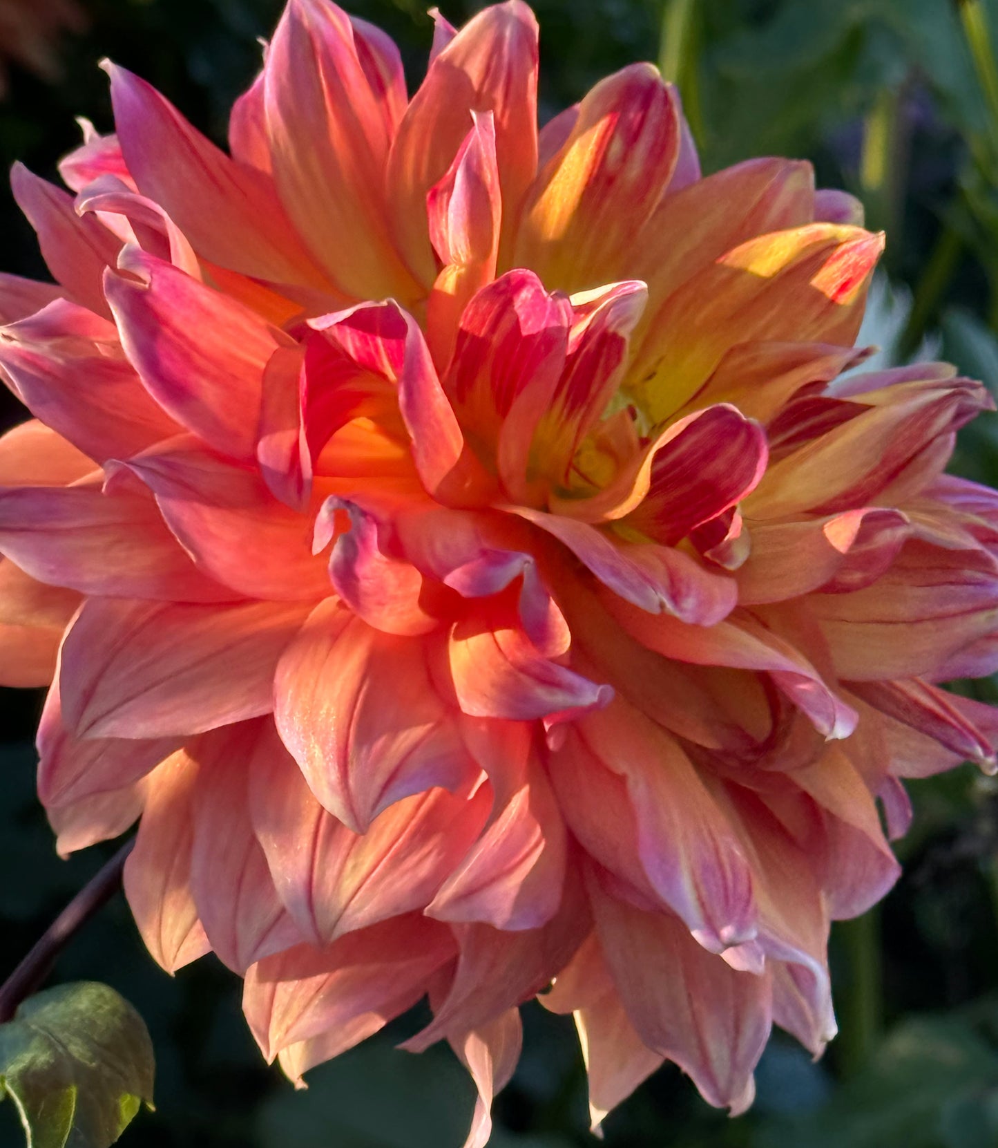 Canby Grazy Dahlia