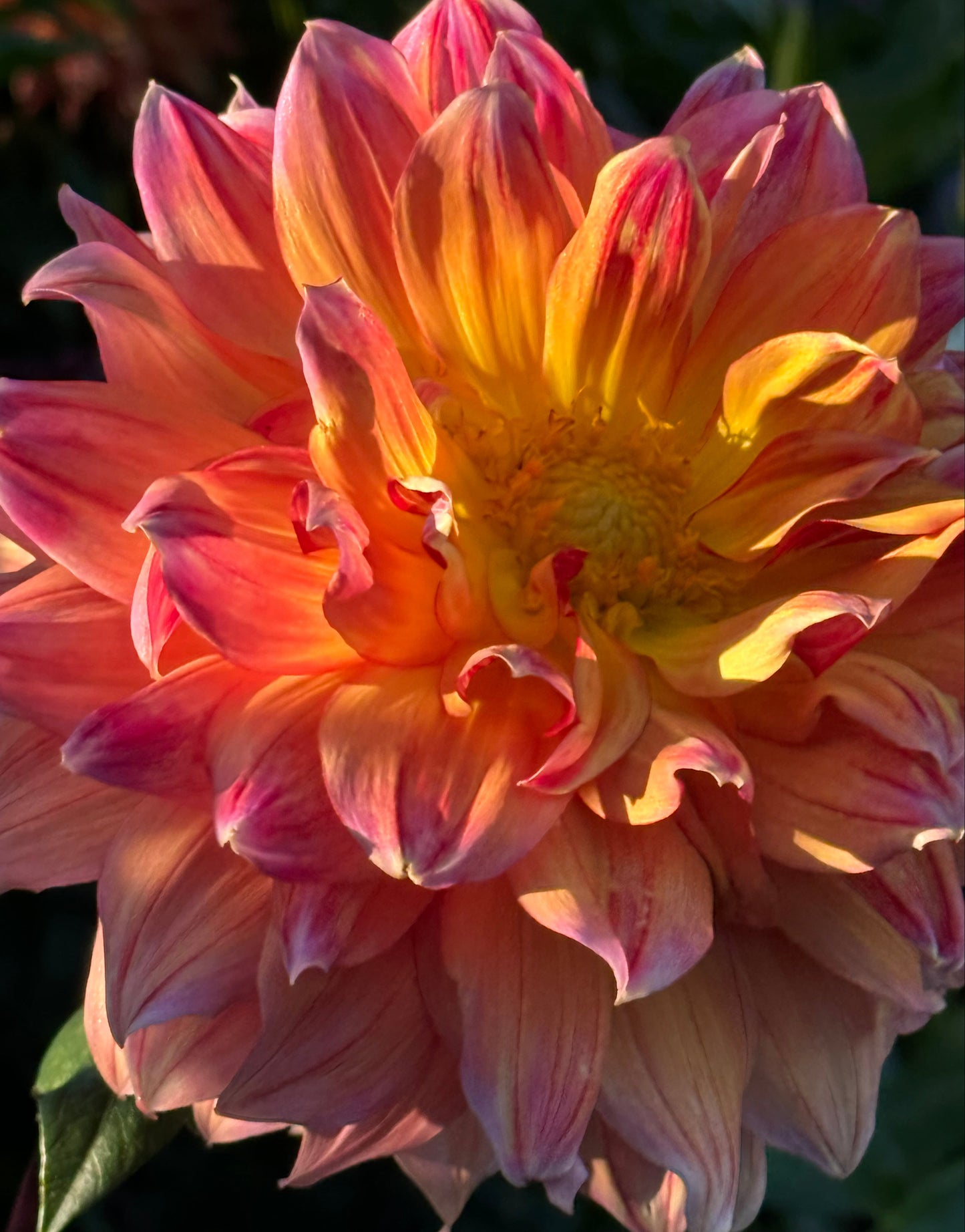 Canby Grazy Dahlia