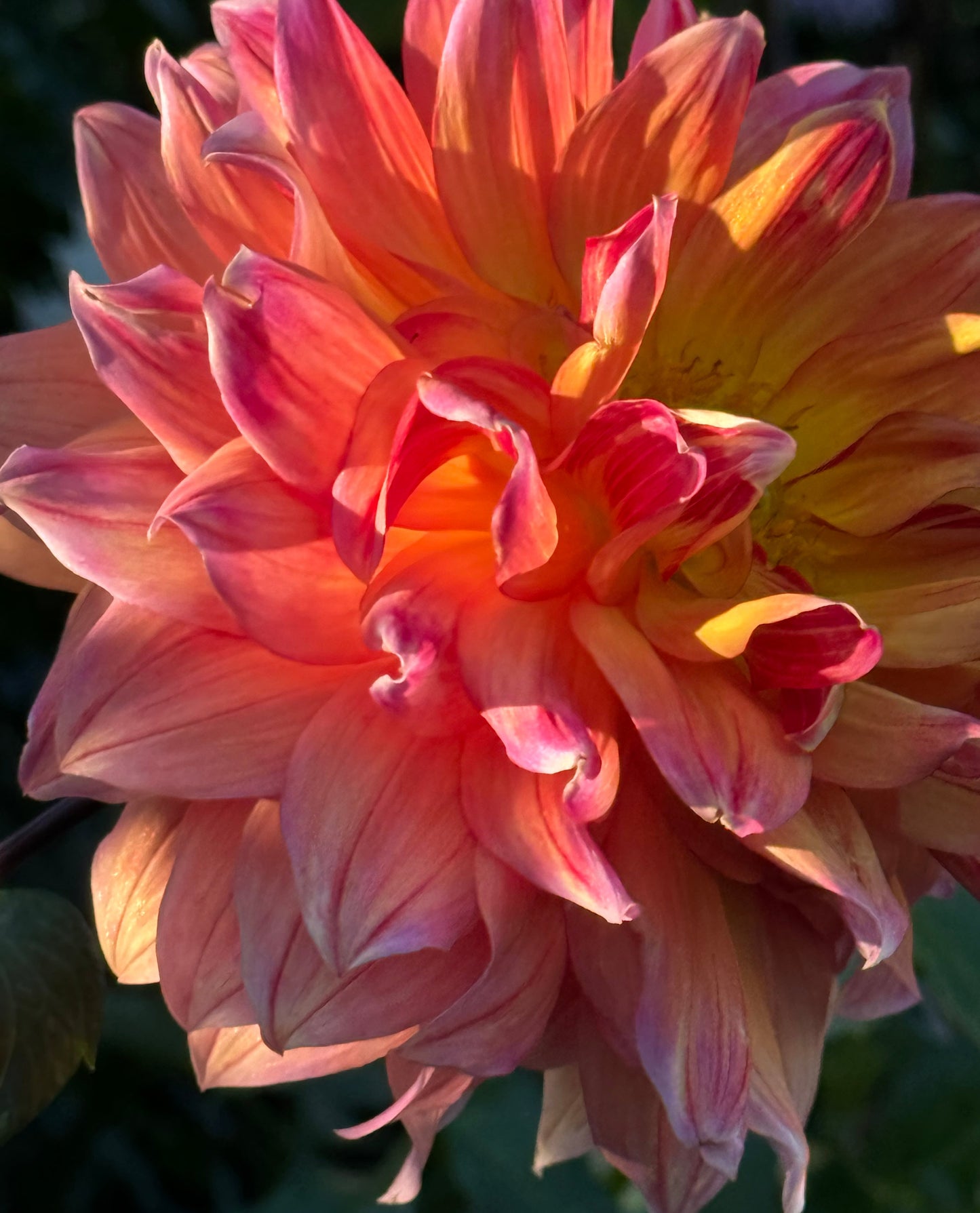 Canby Grazy Dahlia