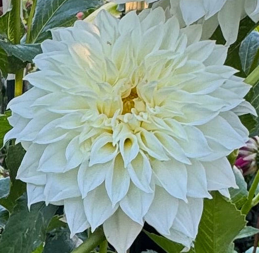 AC Casper Dahlia