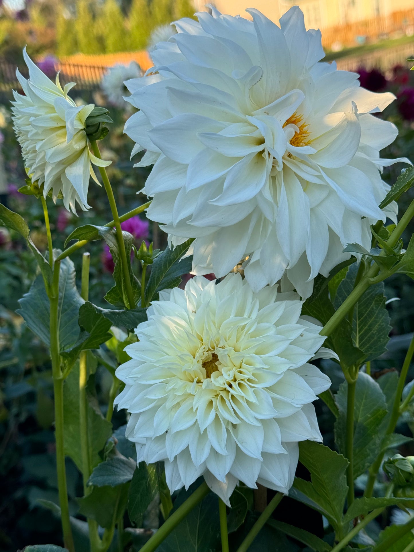 AC Casper Dahlia