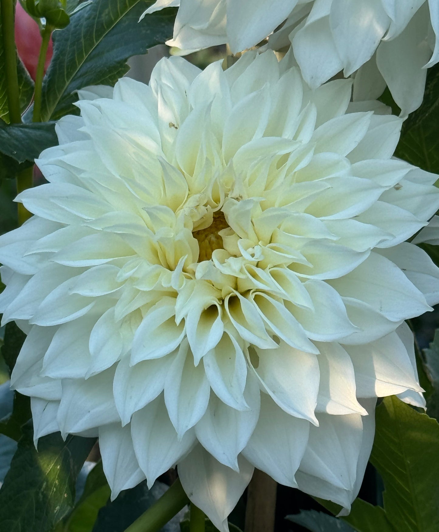 AC Casper Dahlia