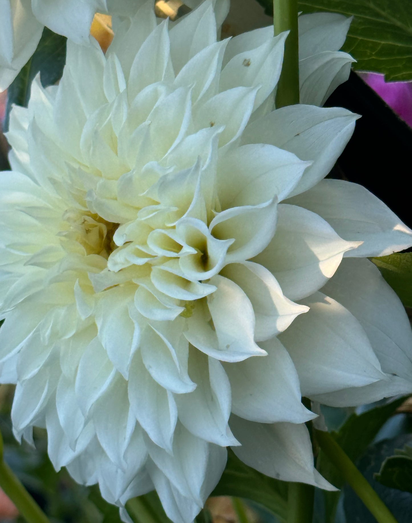 AC Casper Dahlia