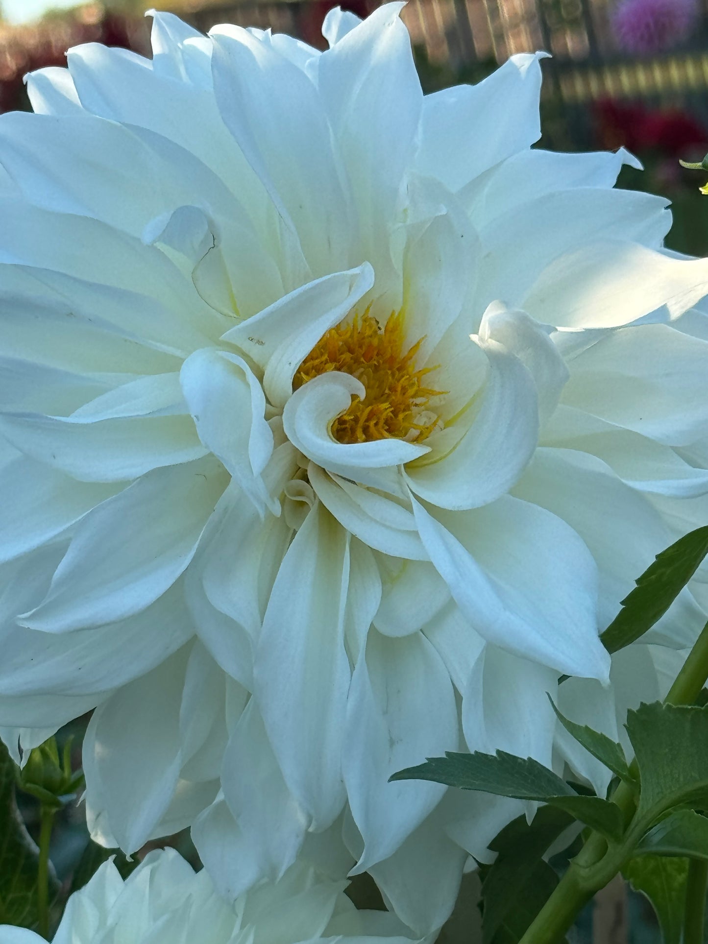 AC Casper Dahlia