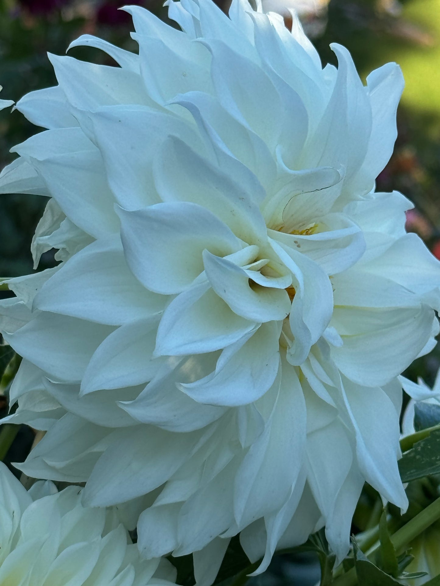 AC Casper Dahlia