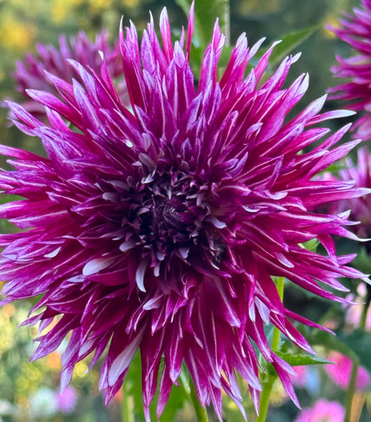 Normandy Wild Willie Dahlia