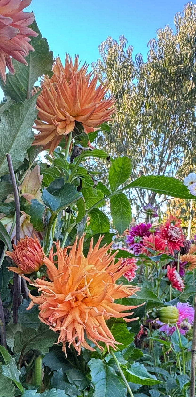 Bloomquist Fiddler Dahlia